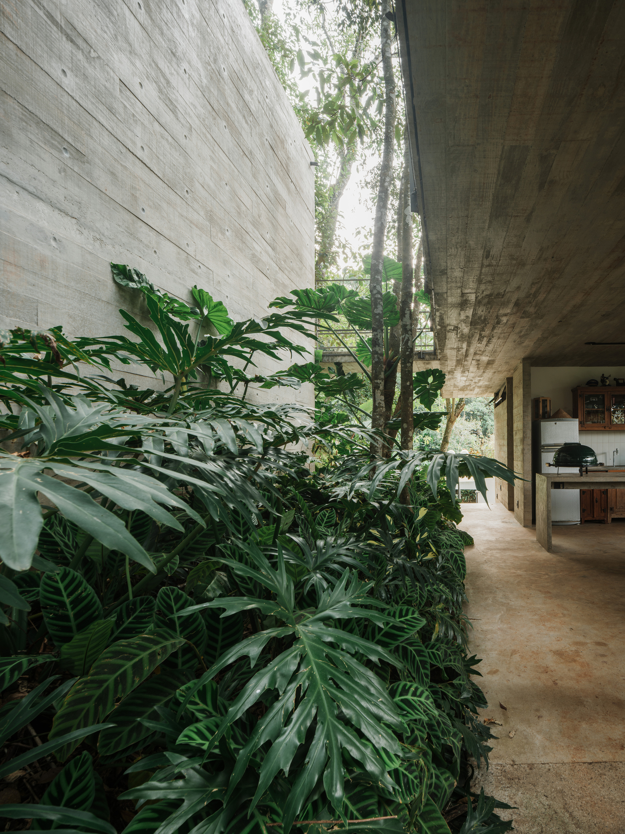 Interior corridor with board-formed concrete walls flanking a dense planted bed of tropical foliage