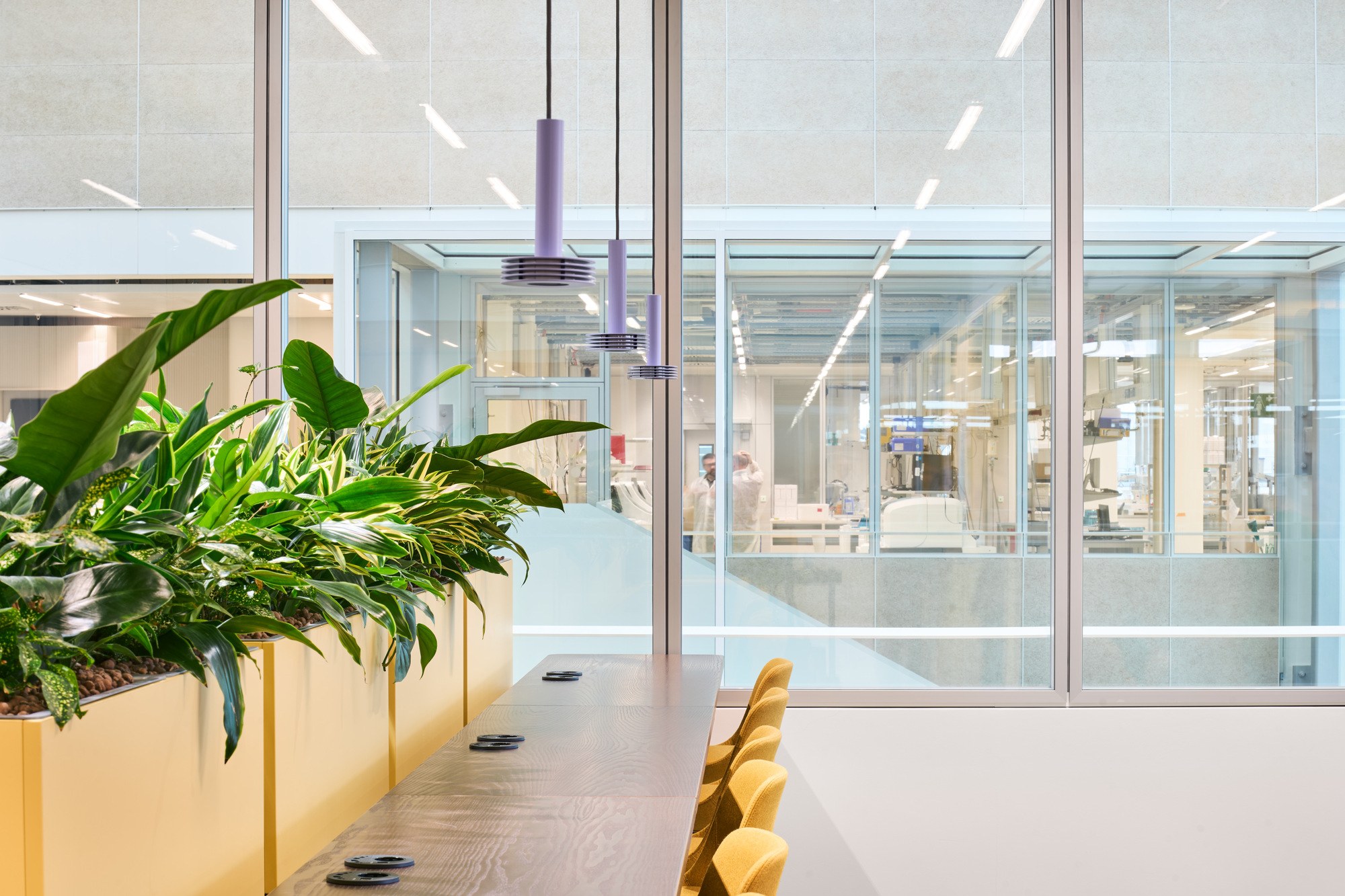 Long work table with yellow planters and glazed interior partitions overlooking open office floors