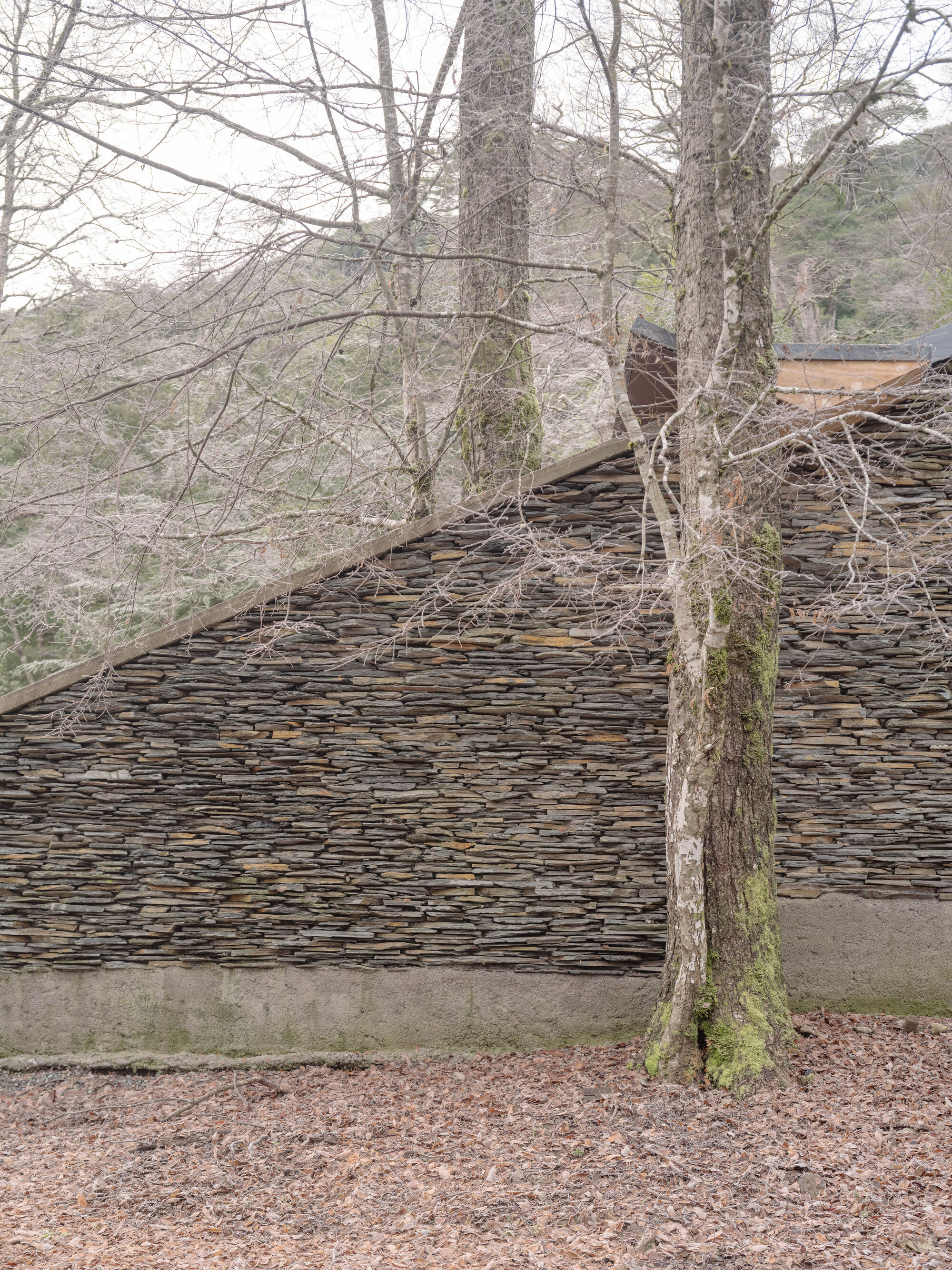 Angled view of the stacked slate wall surface behind bare winter trees with moss