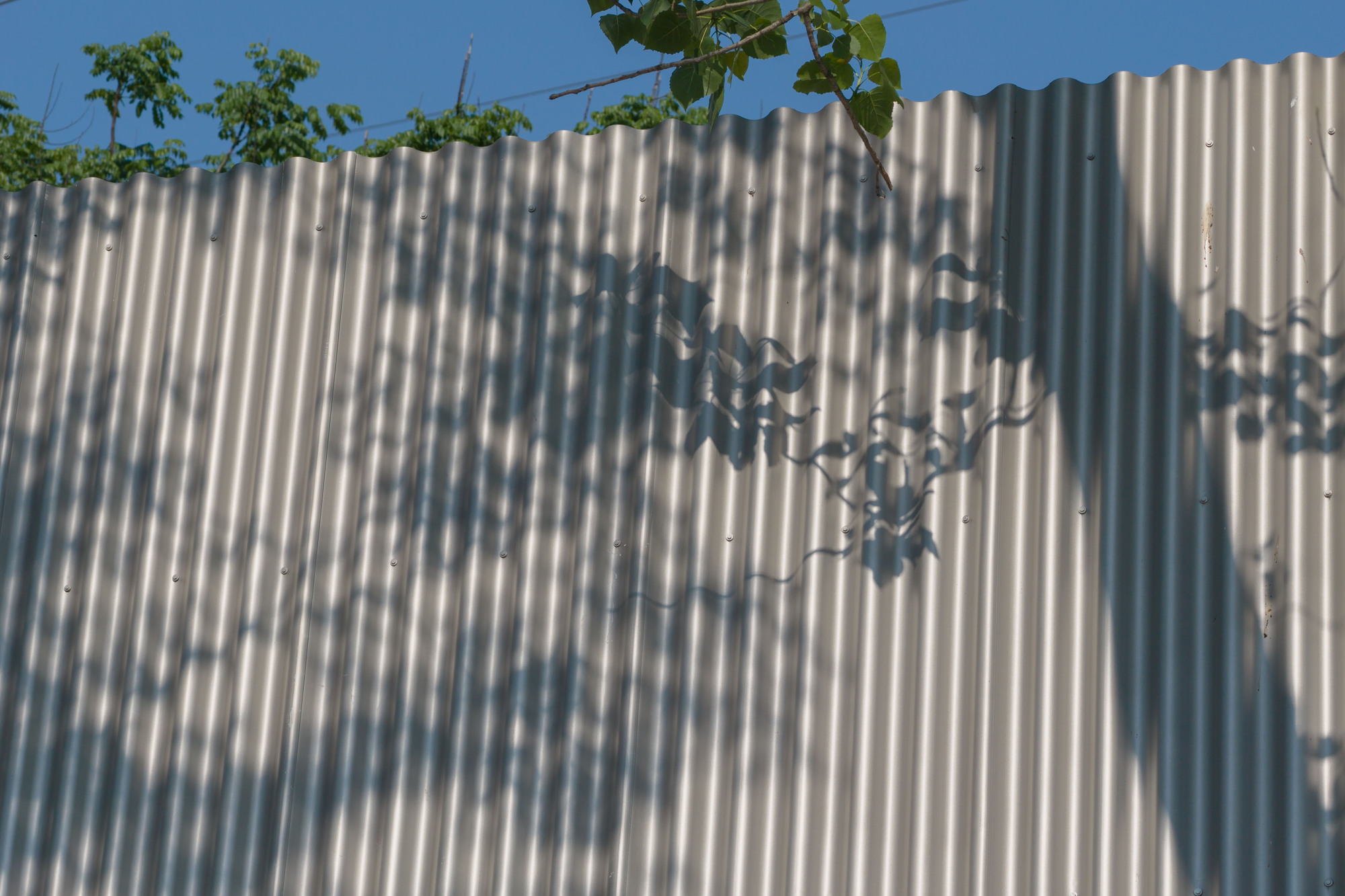 Corrugated metal wall with tree shadows cast across its ribbed surface under a blue sky