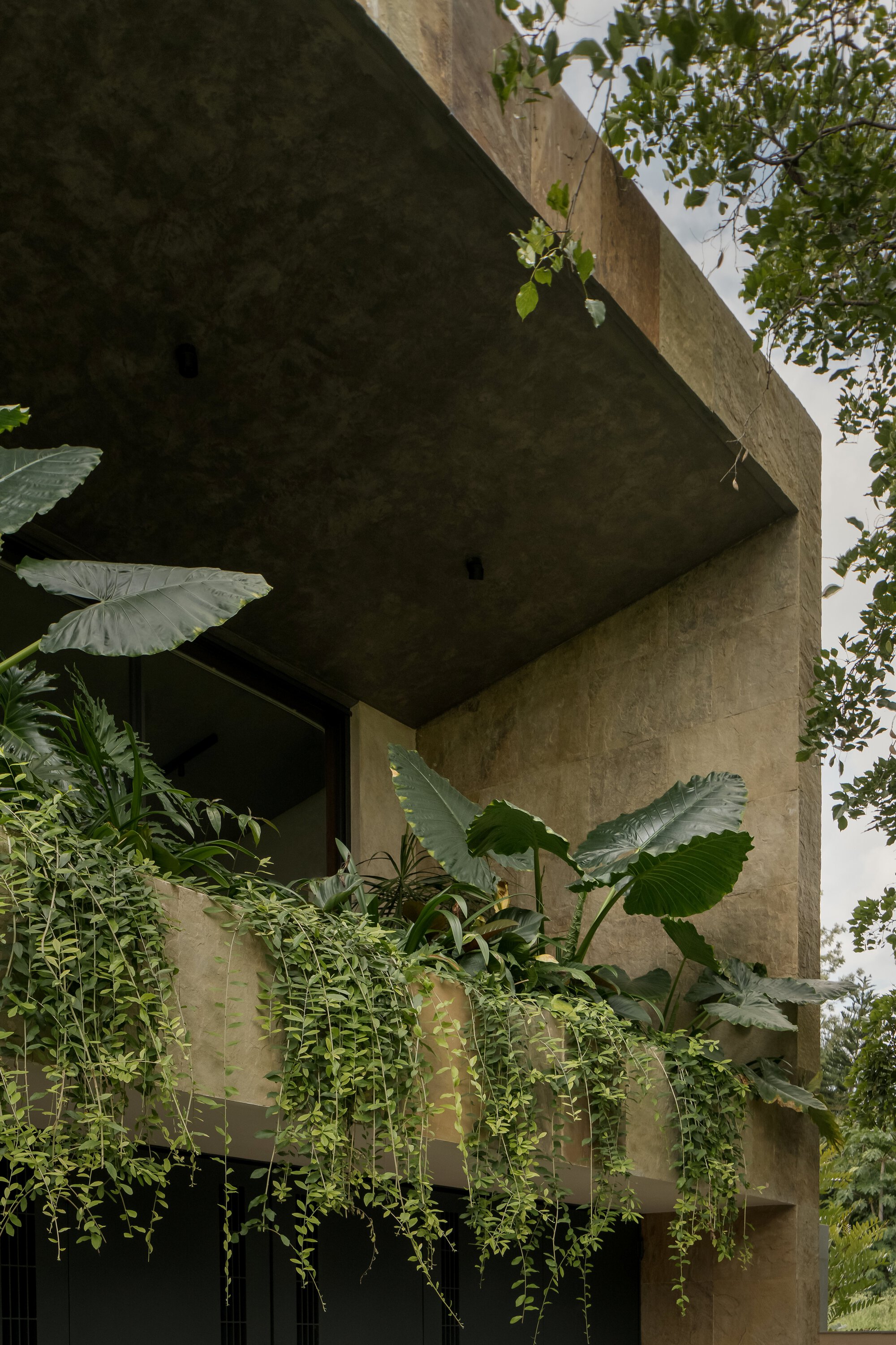 Concrete overhang with cascading tropical plants and banana leaves against overcast sky