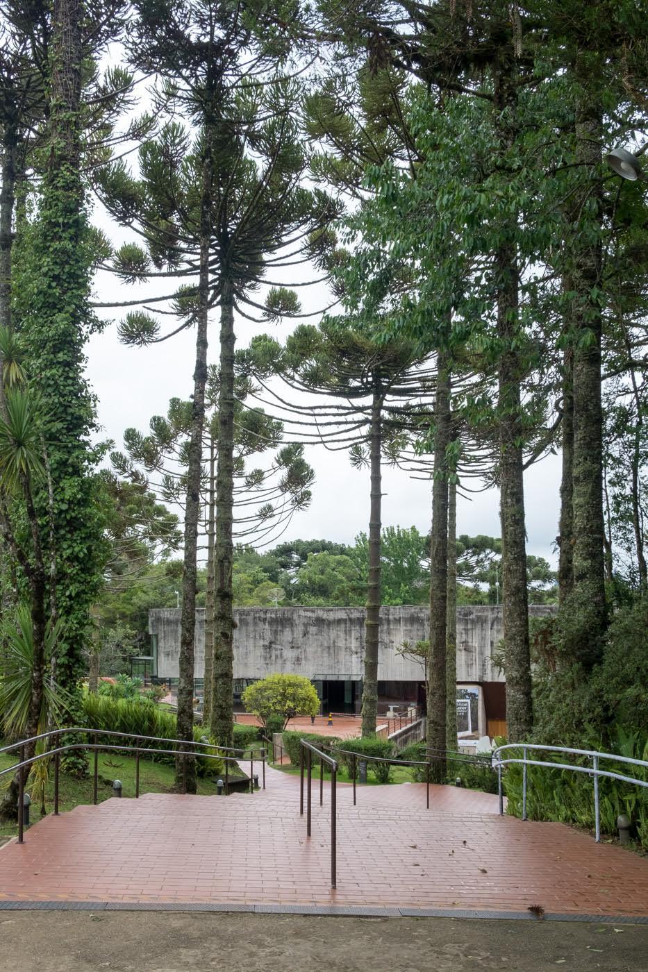 Paved terrace approach descending through a grove of tall pine trees toward the building entrance