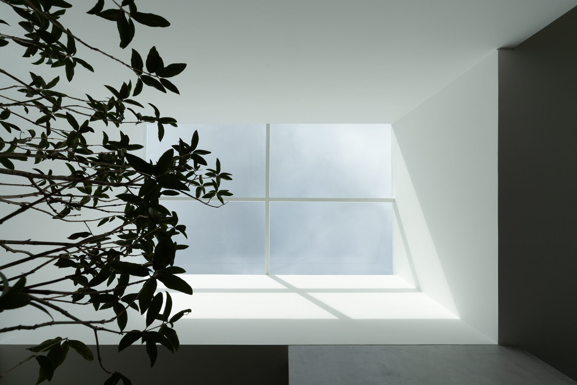 Skylight casting shadows on white interior wall beside a potted tree branch