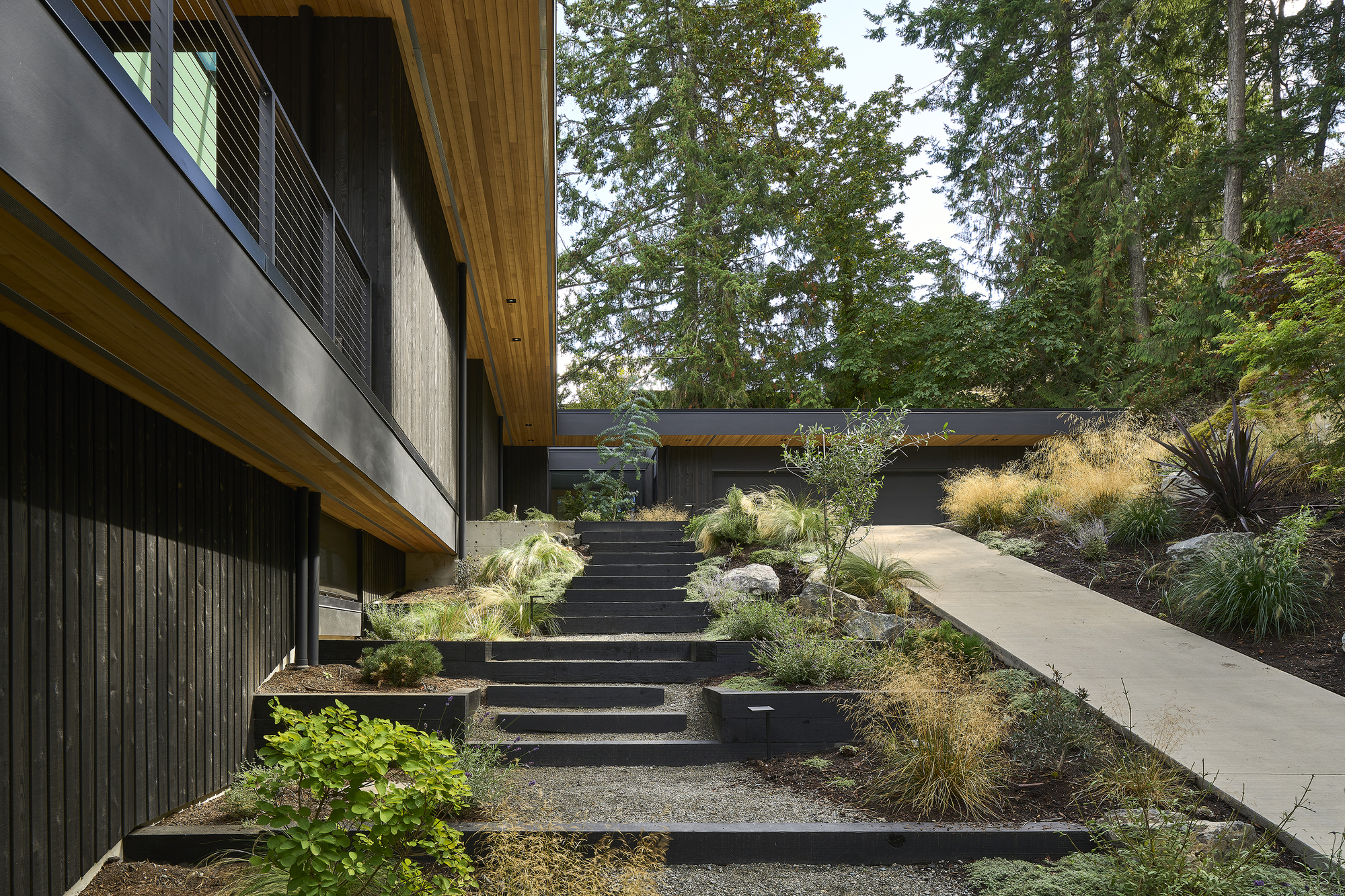 Exterior staircase with dark treads ascending through native grasses toward timber clad volumes