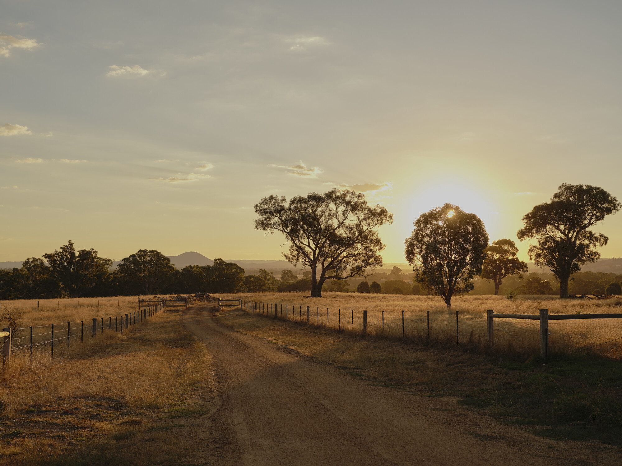 Dirt access road flanked by fencing and scattered trees at golden hour in rural landscape