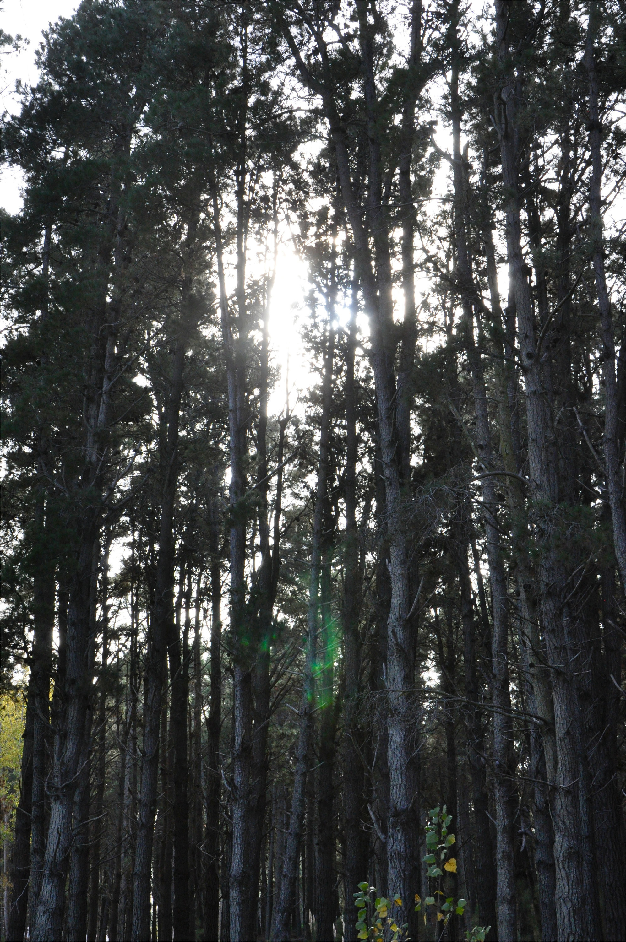 Tall pine trees backlit by afternoon sun filtering through the canopy
