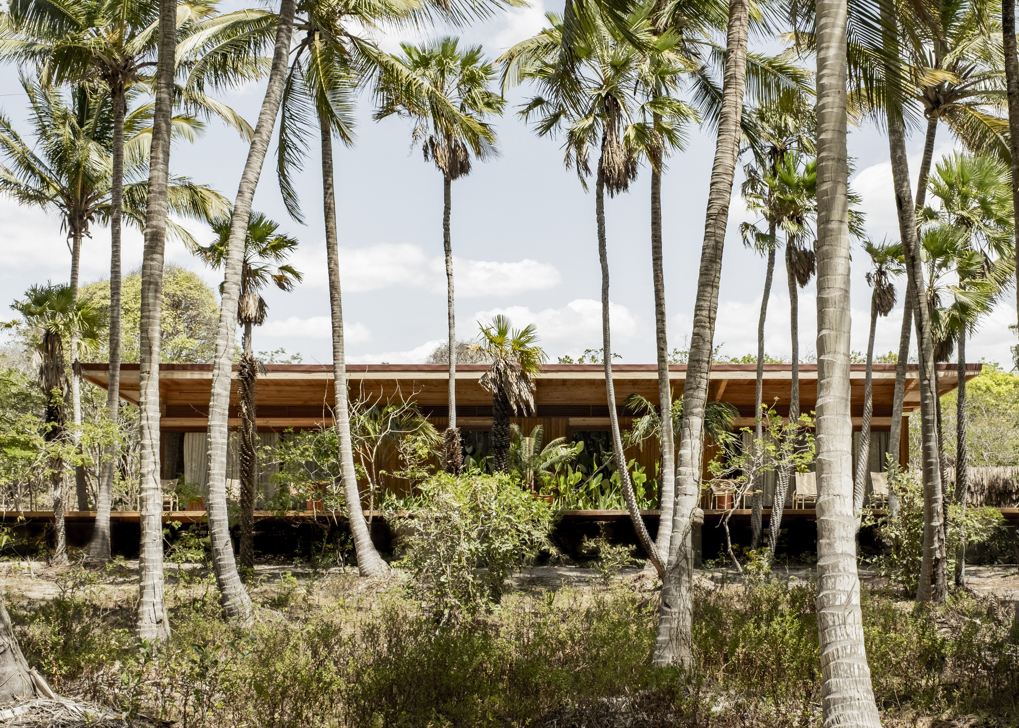 Elevated timber pavilion with overhanging roof visible through a grove of palm trees and native vegetation