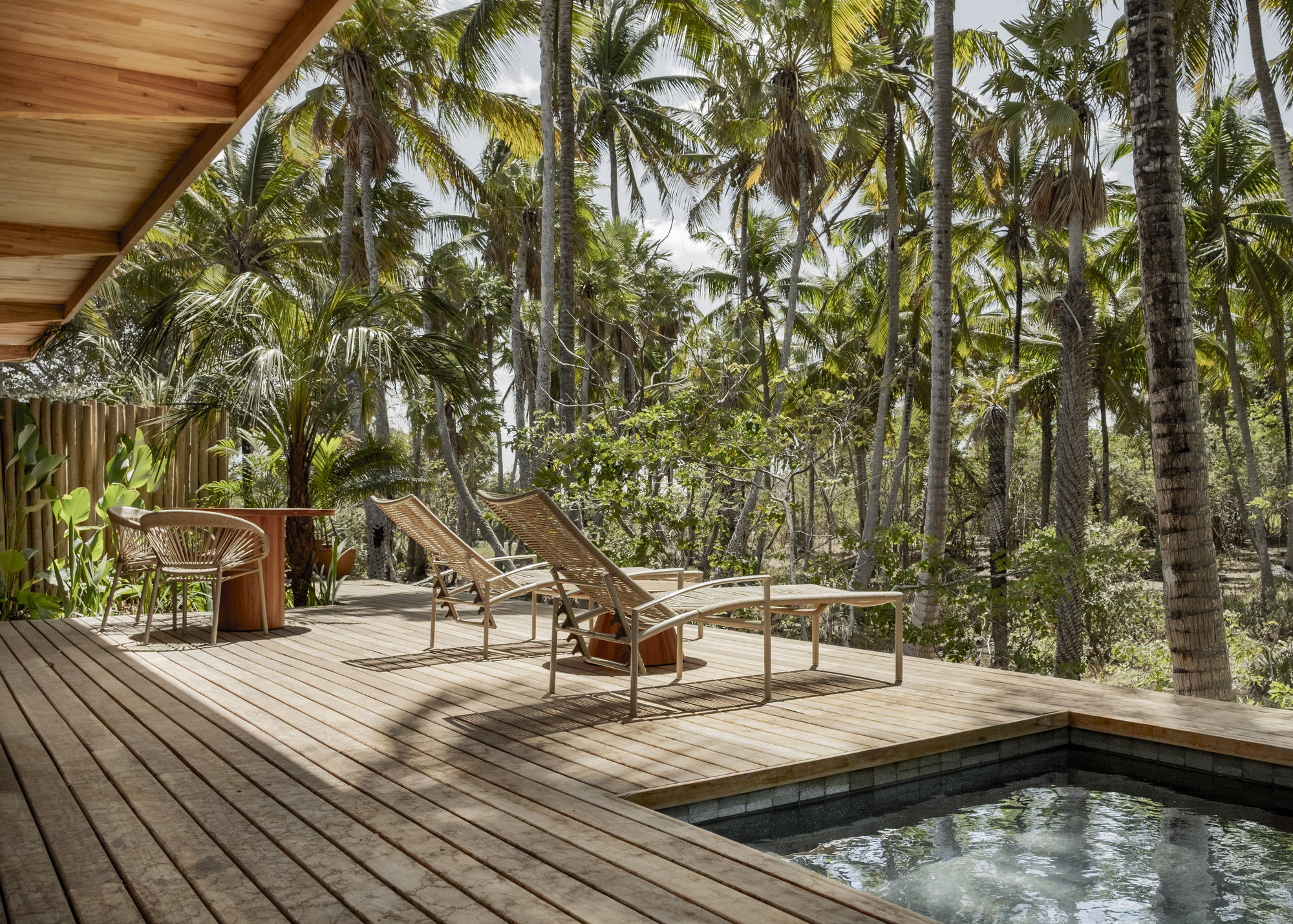 Poolside timber deck with lounge chairs and plunge pool surrounded by dense coconut palms