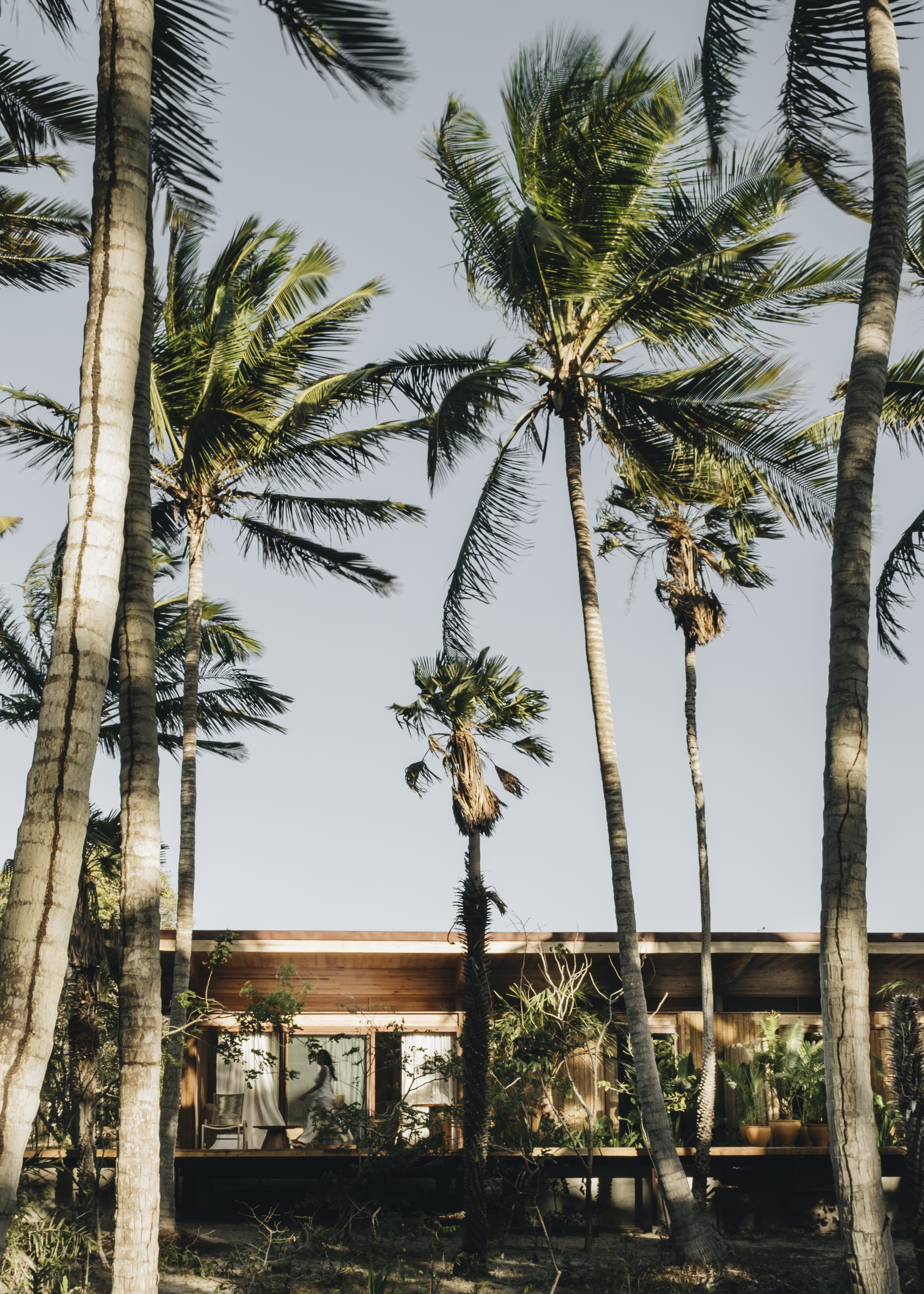 Horizontal facade with ribbon windows behind tall coconut palms in late afternoon light