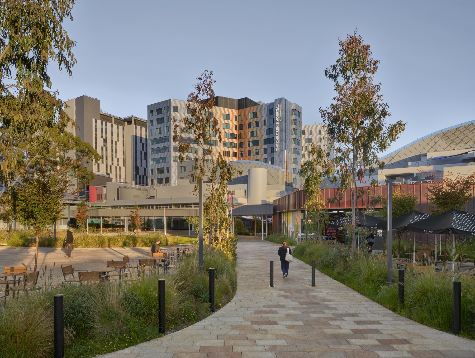 Paved pedestrian pathway through landscaped plaza with birch trees leading toward multi-story hospital tower at dusk