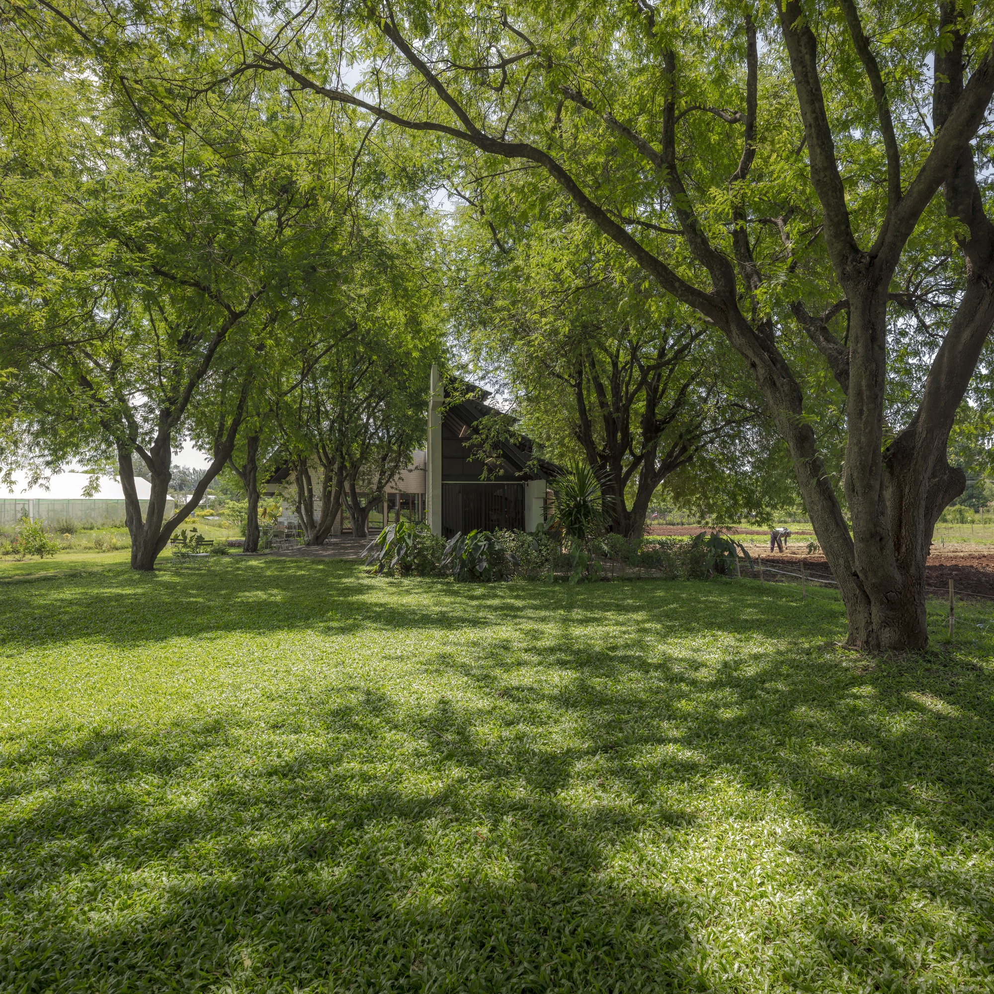 Low pavilion with dark glazing set within a grove of mature trees and dappled lawn