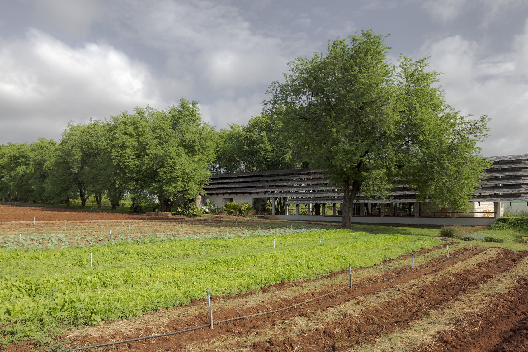 Horizontal building with layered timber roof sheltering beneath a canopy of trees and cultivated fields