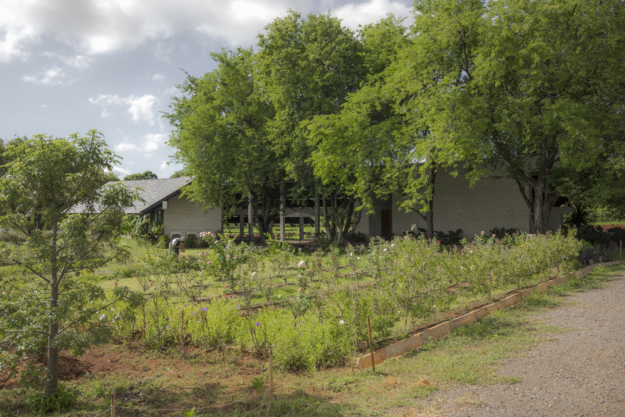 Gabled structure visible through tree trunks beyond a planted foreground of young crops and wildflowers