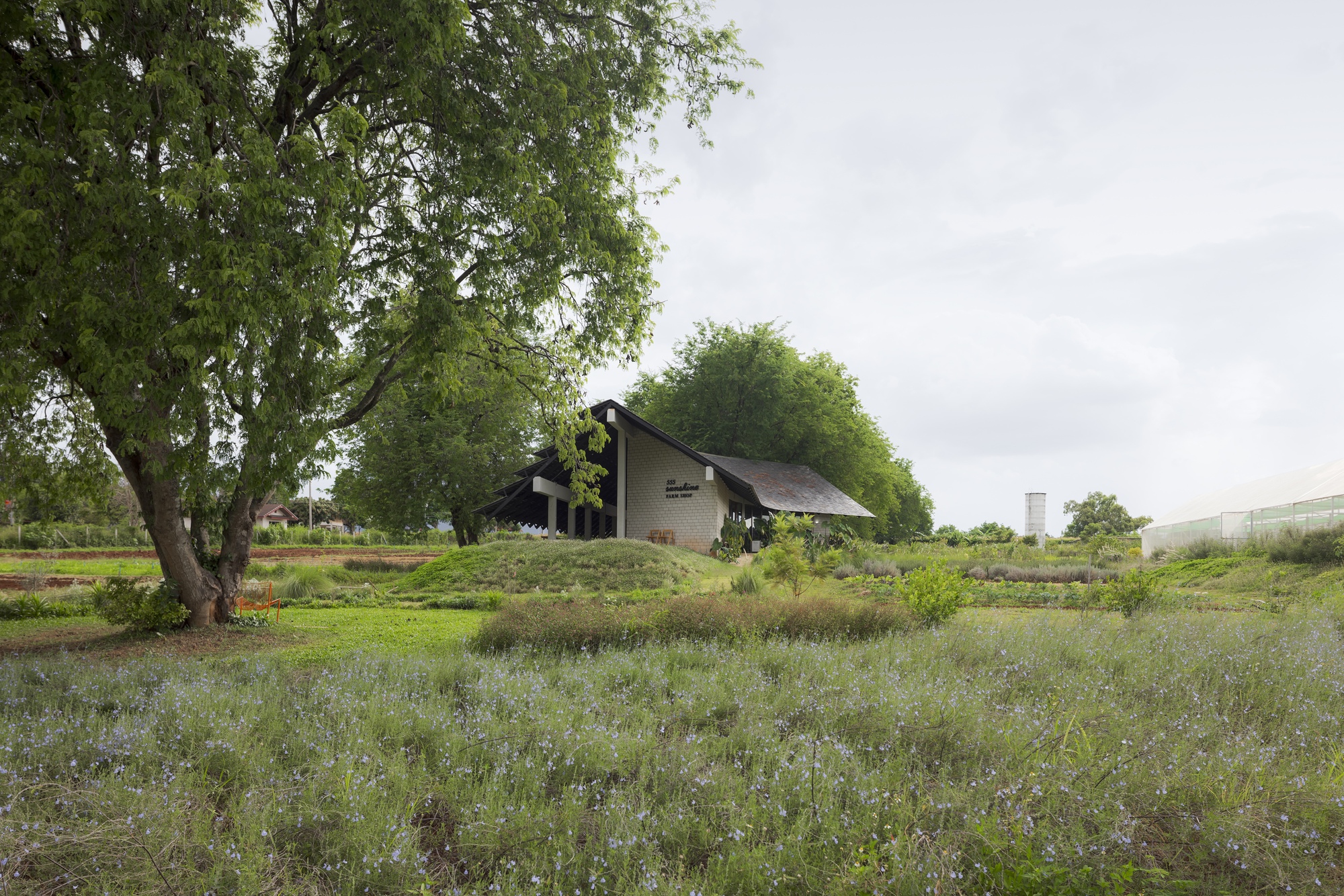 Pitched roof volume with chimney rising beyond a foreground of flowering ground cover and wetland