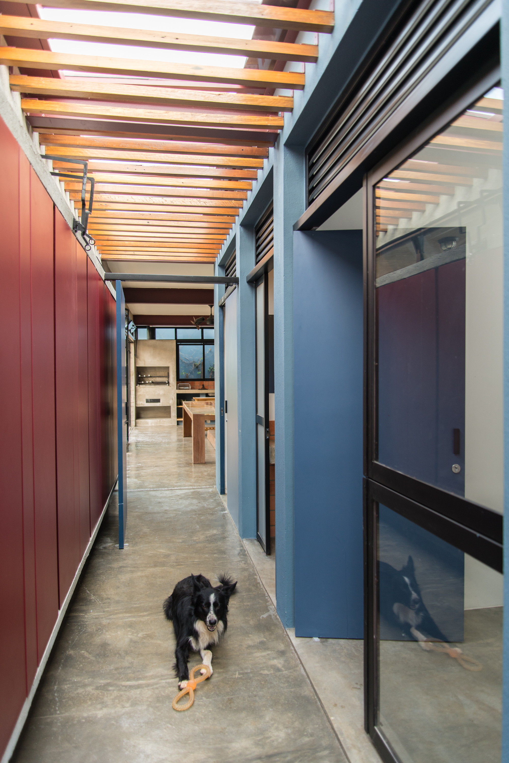 Narrow covered passage between a red panel wall and blue columns, with a border collie resting on the concrete floor under timber slats