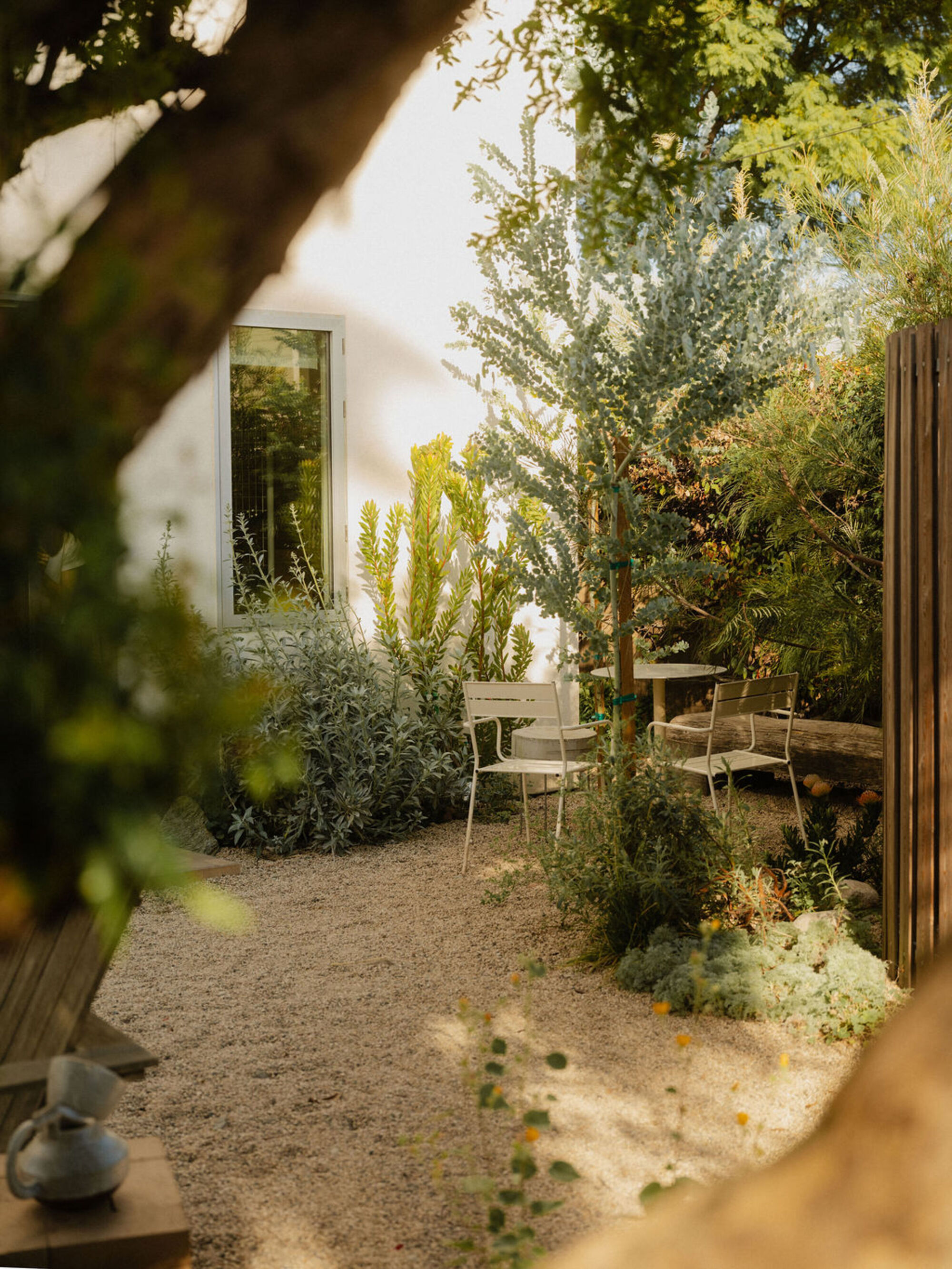 Gravel garden with two white metal chairs, silvery eucalyptus and a framed window, seen through foliage in late sun