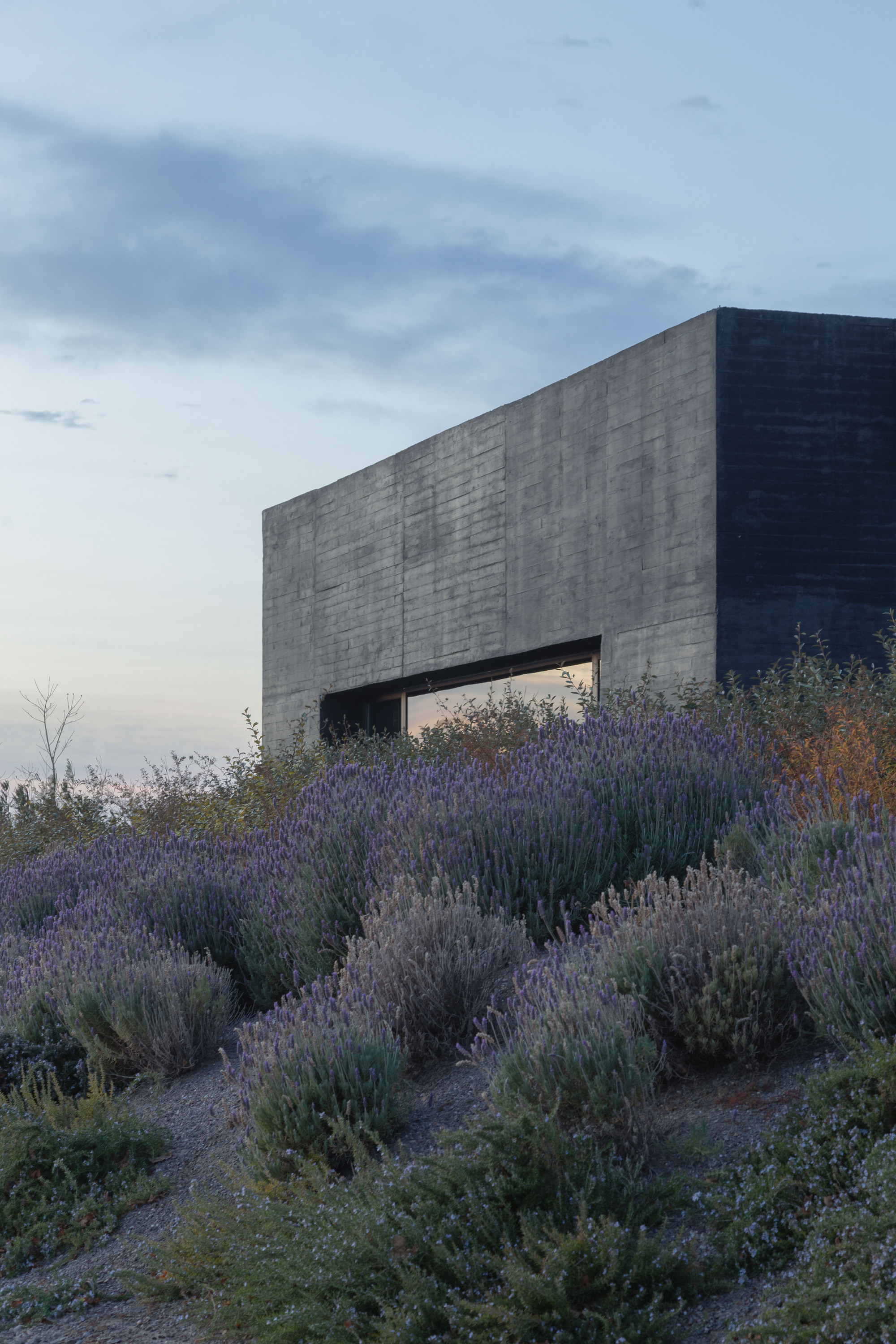 Board-formed concrete volume with a narrow horizontal window rising behind a lavender-covered slope at dusk