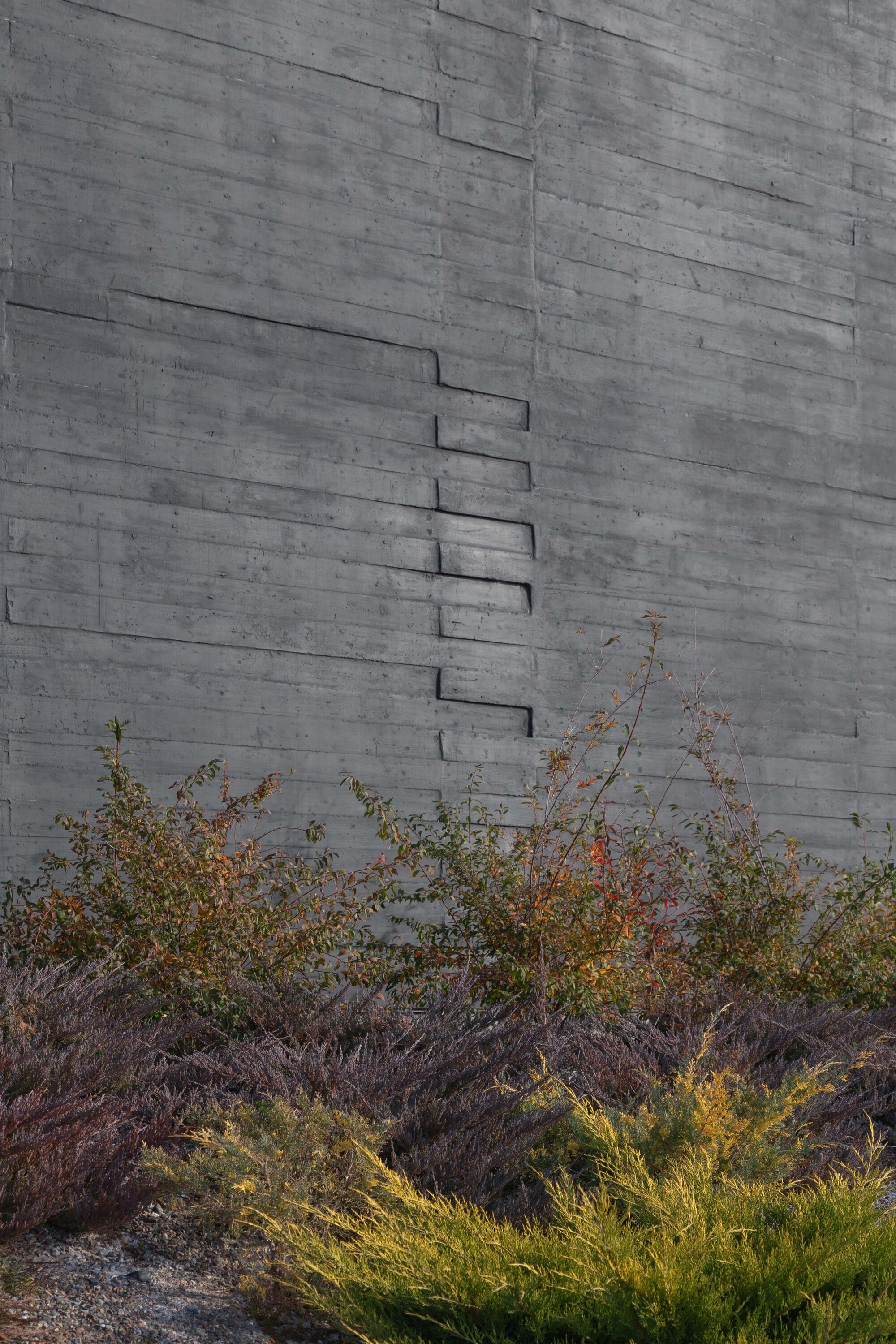 Board-formed concrete wall with stepped offset joints rising behind autumn shrubs and low heather in late light