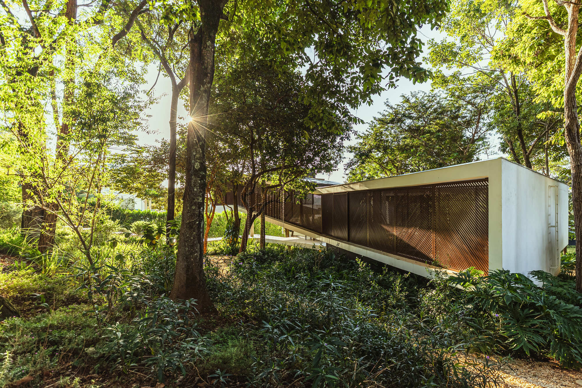 Slatted timber screen on a white concrete volume raised above planted undergrowth, with low sun flaring through the tree trunks