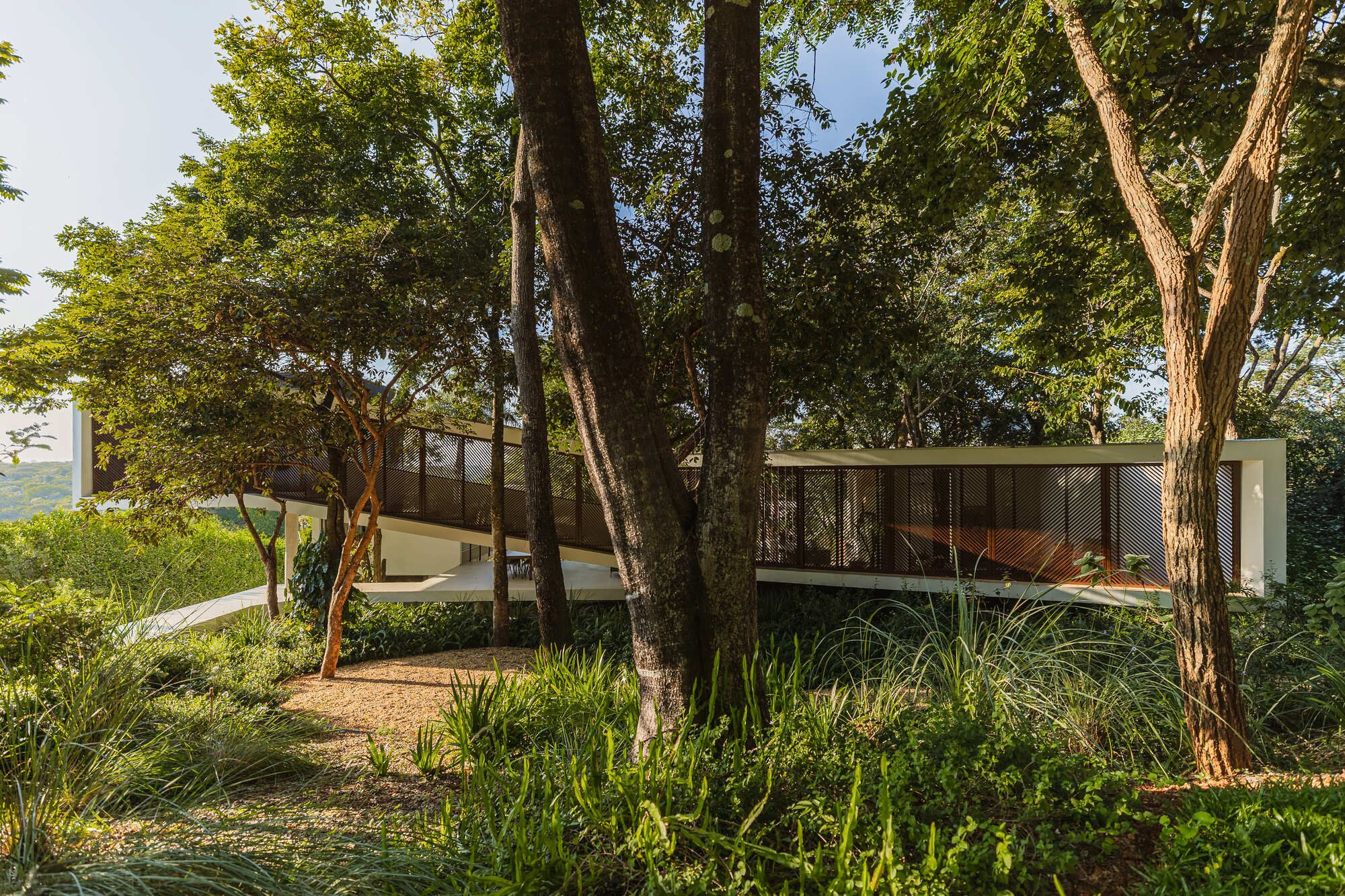 Long slender house volume with timber louvers and glazing seen between tree trunks, a pale ramp curving through the garden in afternoon light