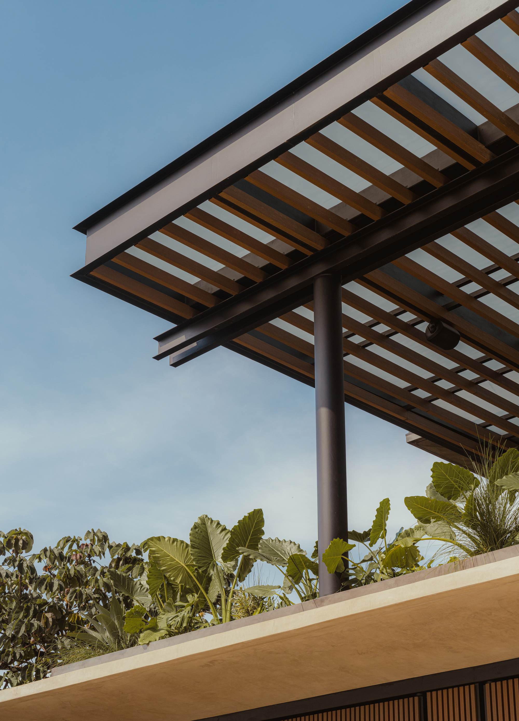 Upward view of a timber slat pergola on a steel column above a planted roof edge with broad-leaf plants