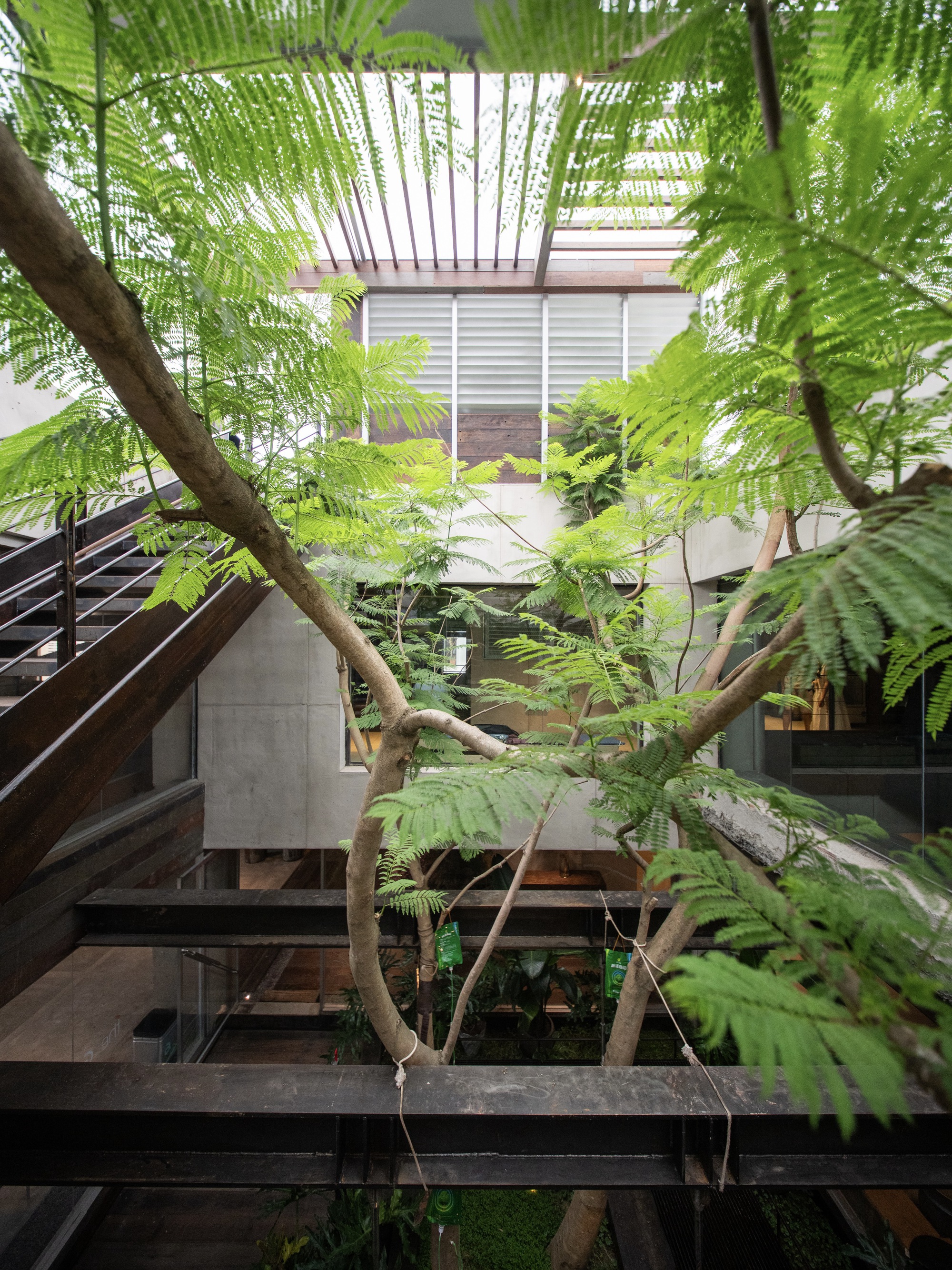 Looking up through feathery tree branches in a courtyard toward a louvered skylight, steel beams and a timber stair
