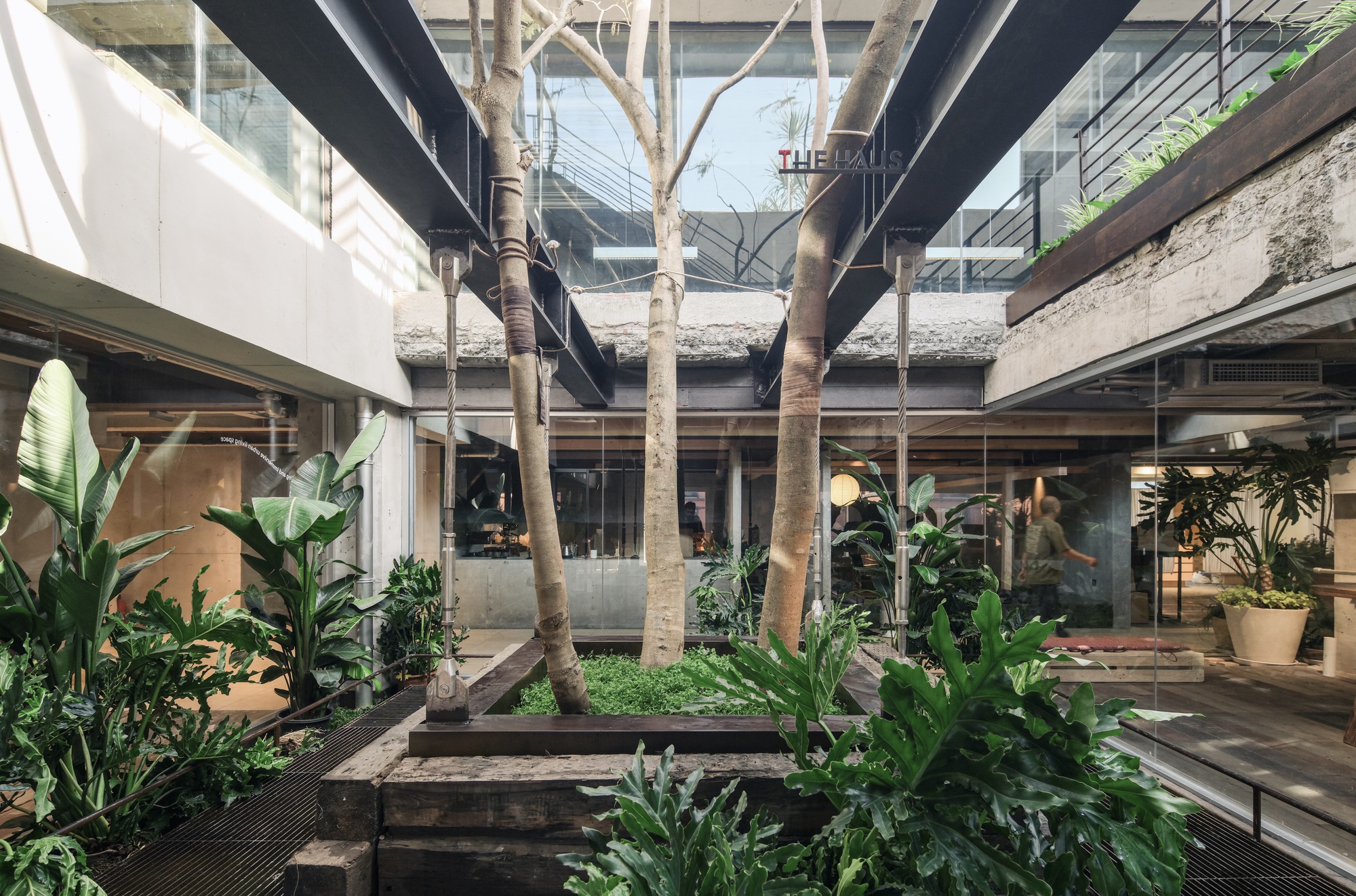 Atrium courtyard with slender tree trunks rising from a timber-edged planter, surrounded by large-leaf plants, steel beams and glass walls