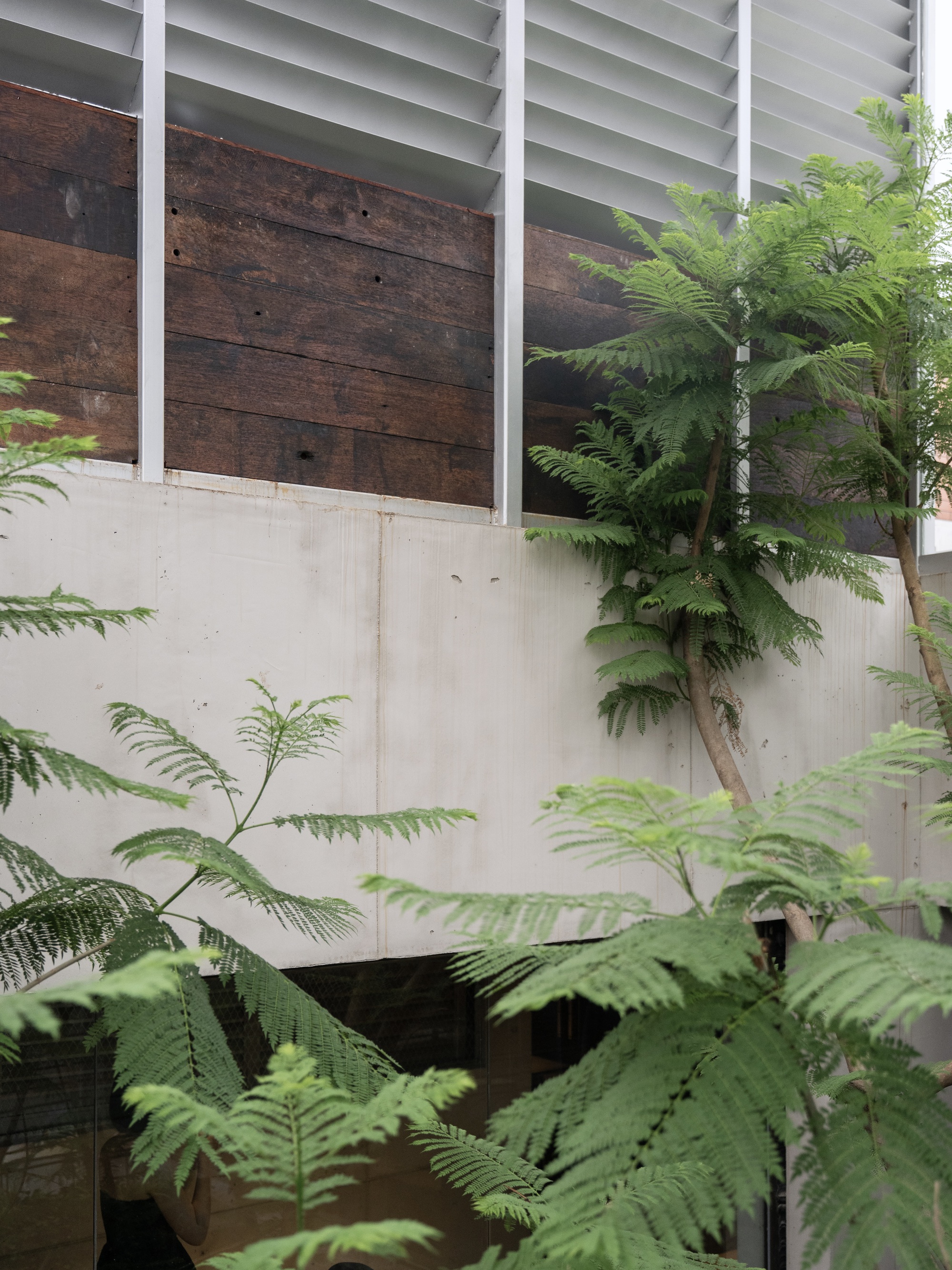 Weathered timber panels above a board-formed concrete wall behind white louvres, with feathery tree foliage in the foreground