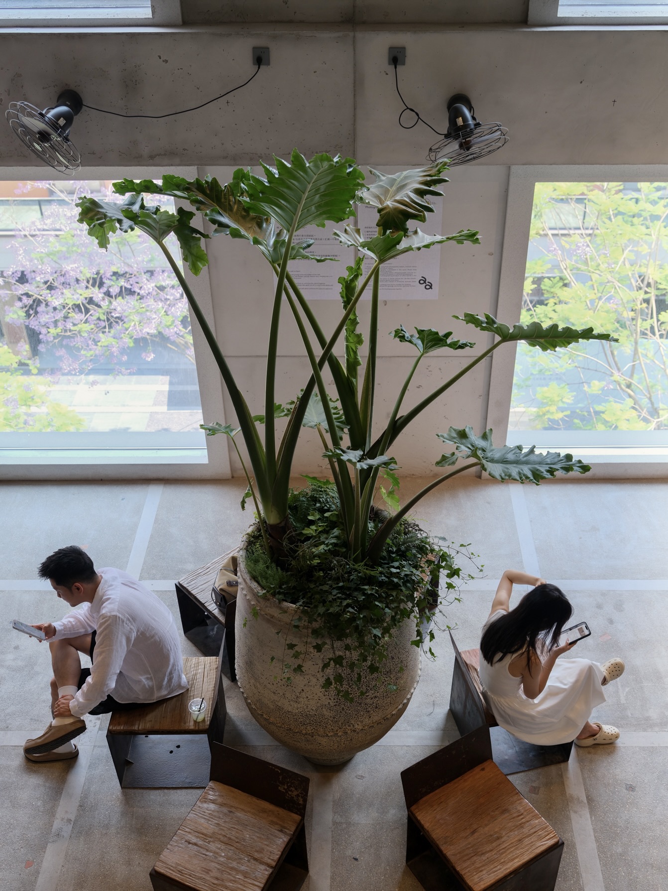 Top-down view of a large potted philodendron between wooden stools, with two seated people on phones beside tall windows