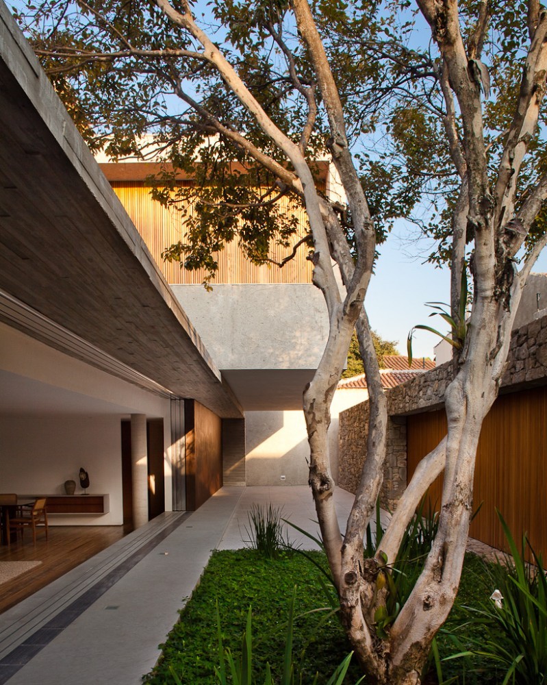 Courtyard with a multi-stemmed tree and grass bed beside a concrete overhang and timber-lined walls in clear afternoon sun