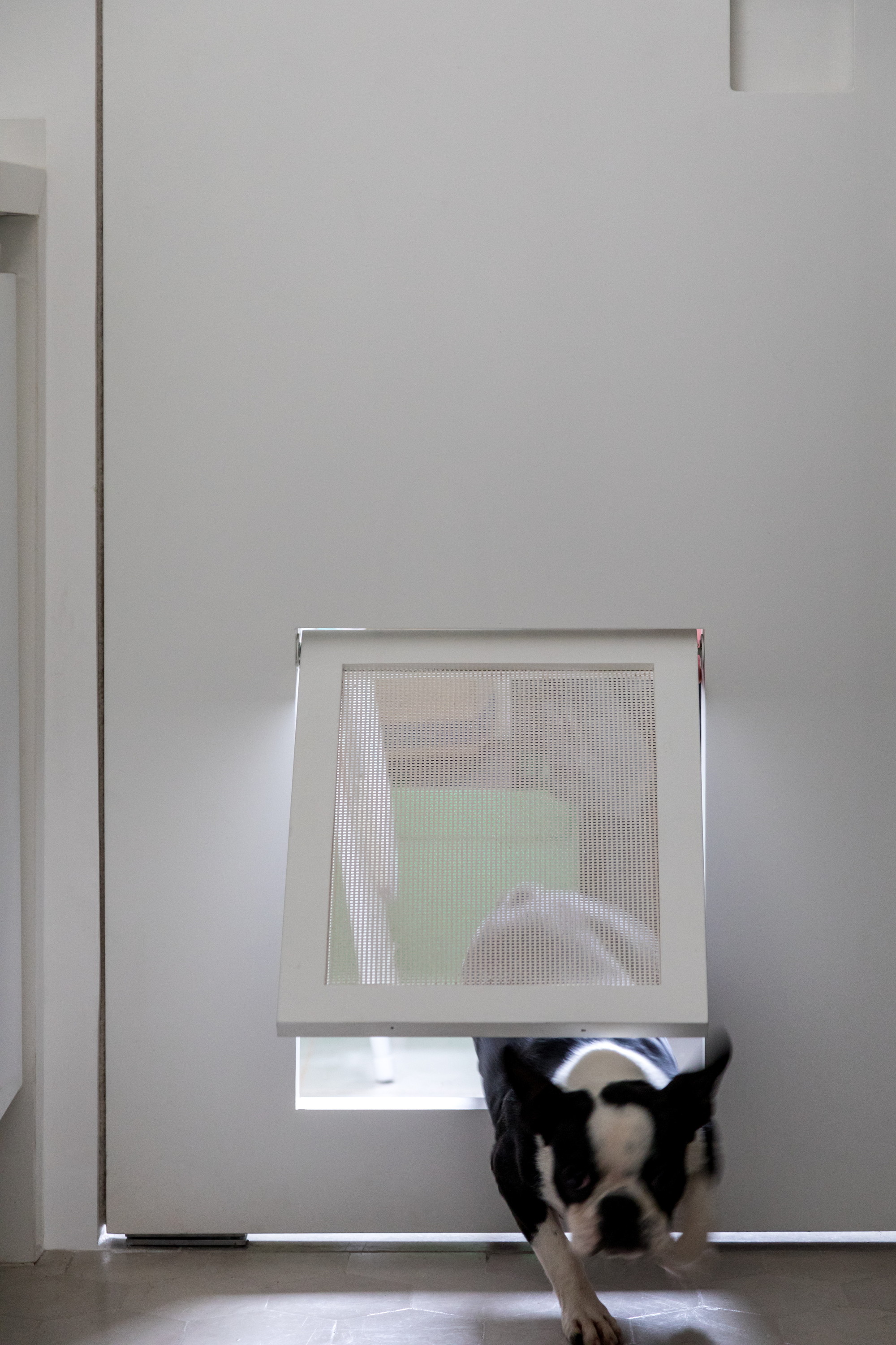 Boston terrier blurred mid-stride as it pushes through a screened pet flap cut into a white door