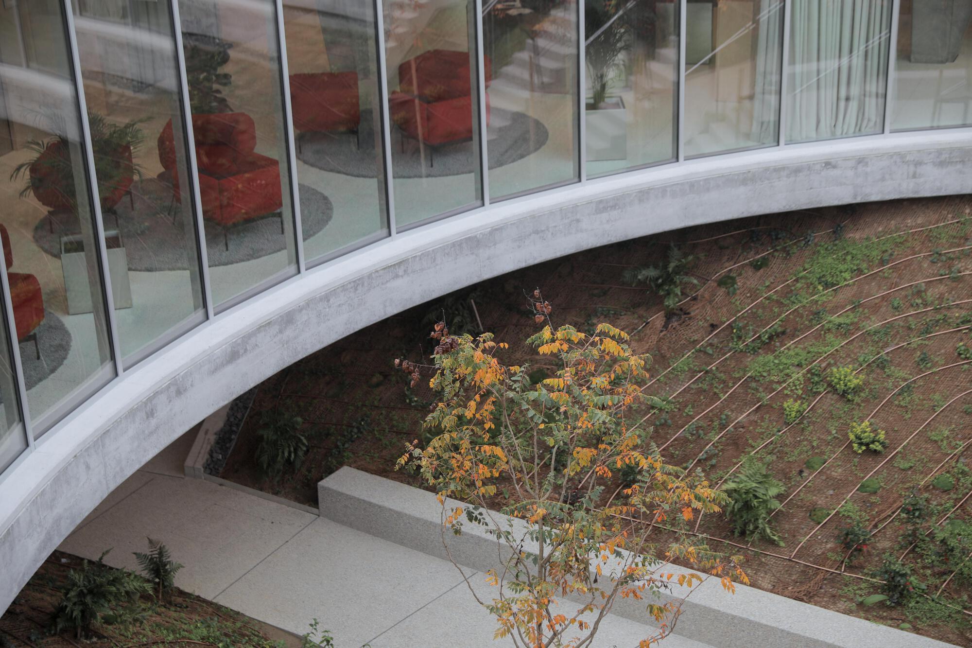 Curved concrete edge below a glazed wall, with an autumn sapling and a planted slope with irrigation lines beside it
