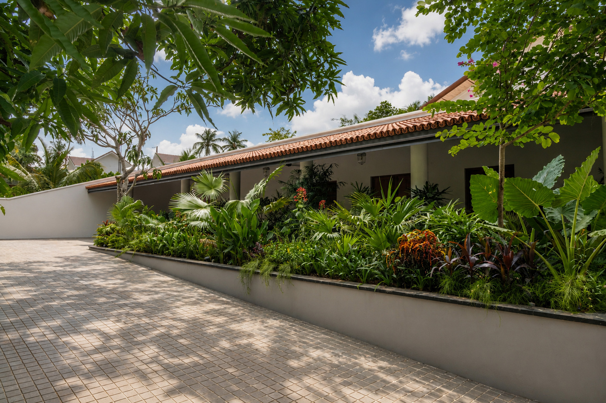 Long raised planter of broadleaf plants along the paved drive, with the tiled veranda roof behind and frangipani branches overhead in sun