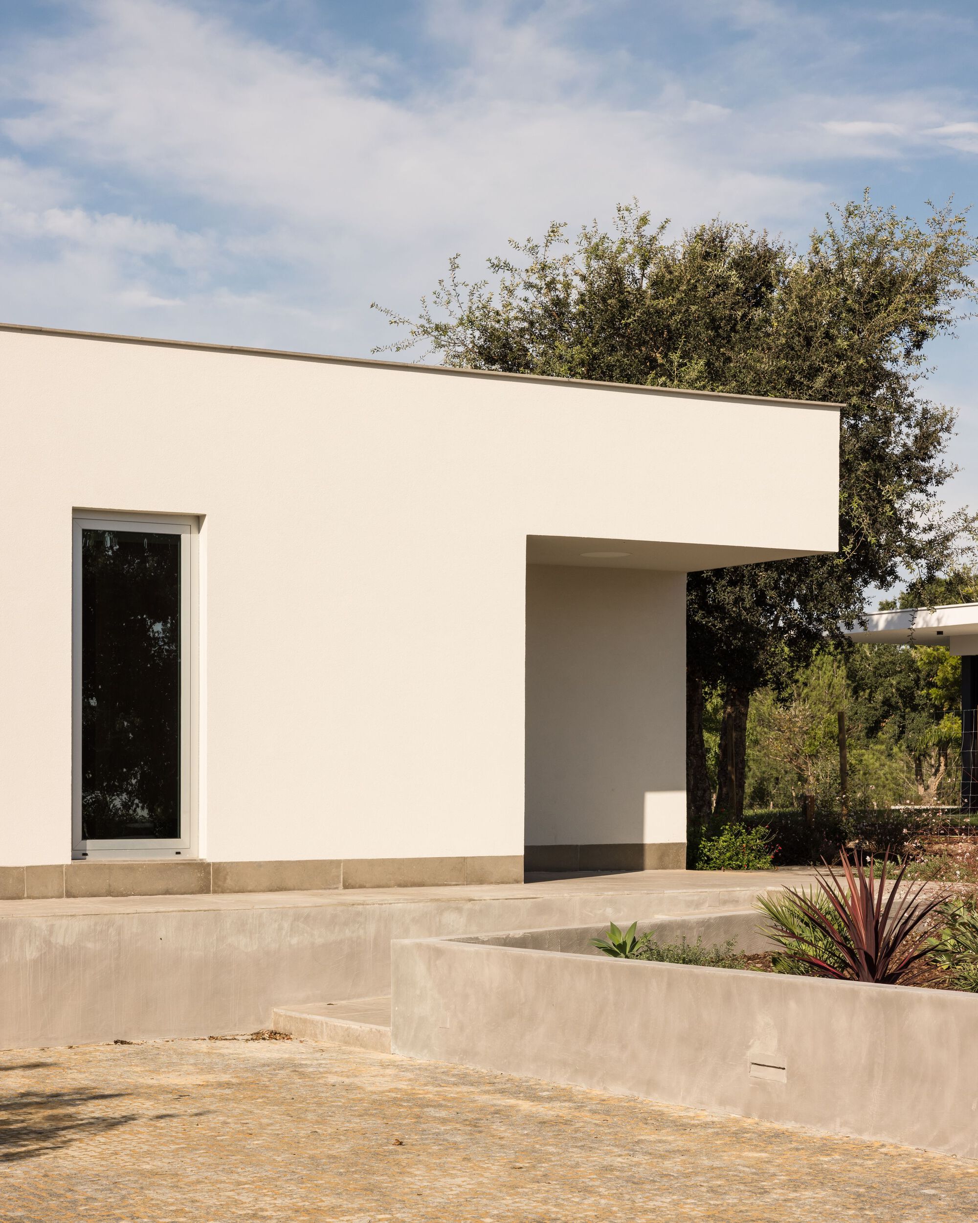 Corner of the white rendered volume with a tall narrow window and a curved concrete planter beside an olive tree