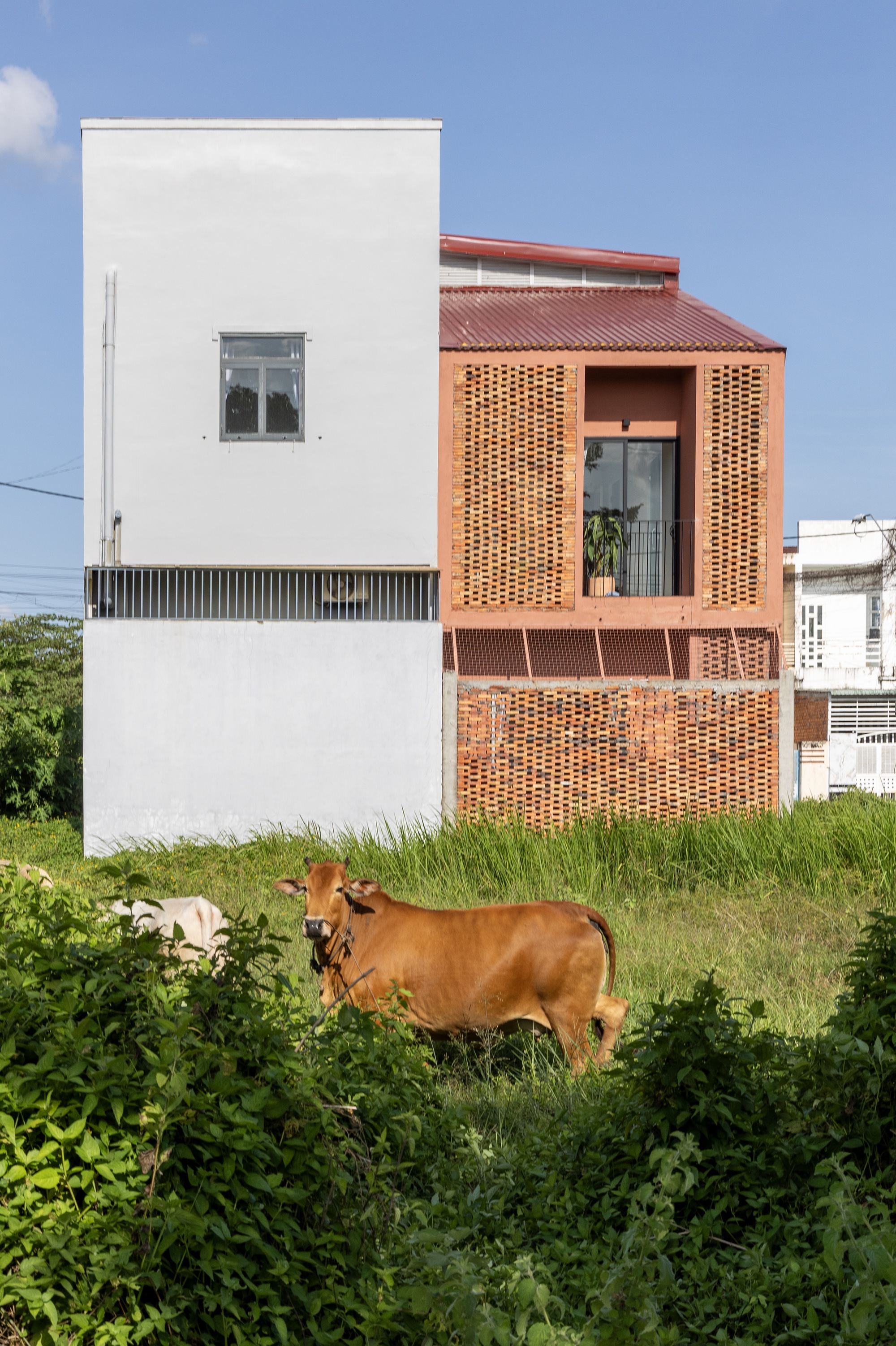 Rear view of the white volume beside the perforated brick balcony block, with a brown cow standing in tall grass