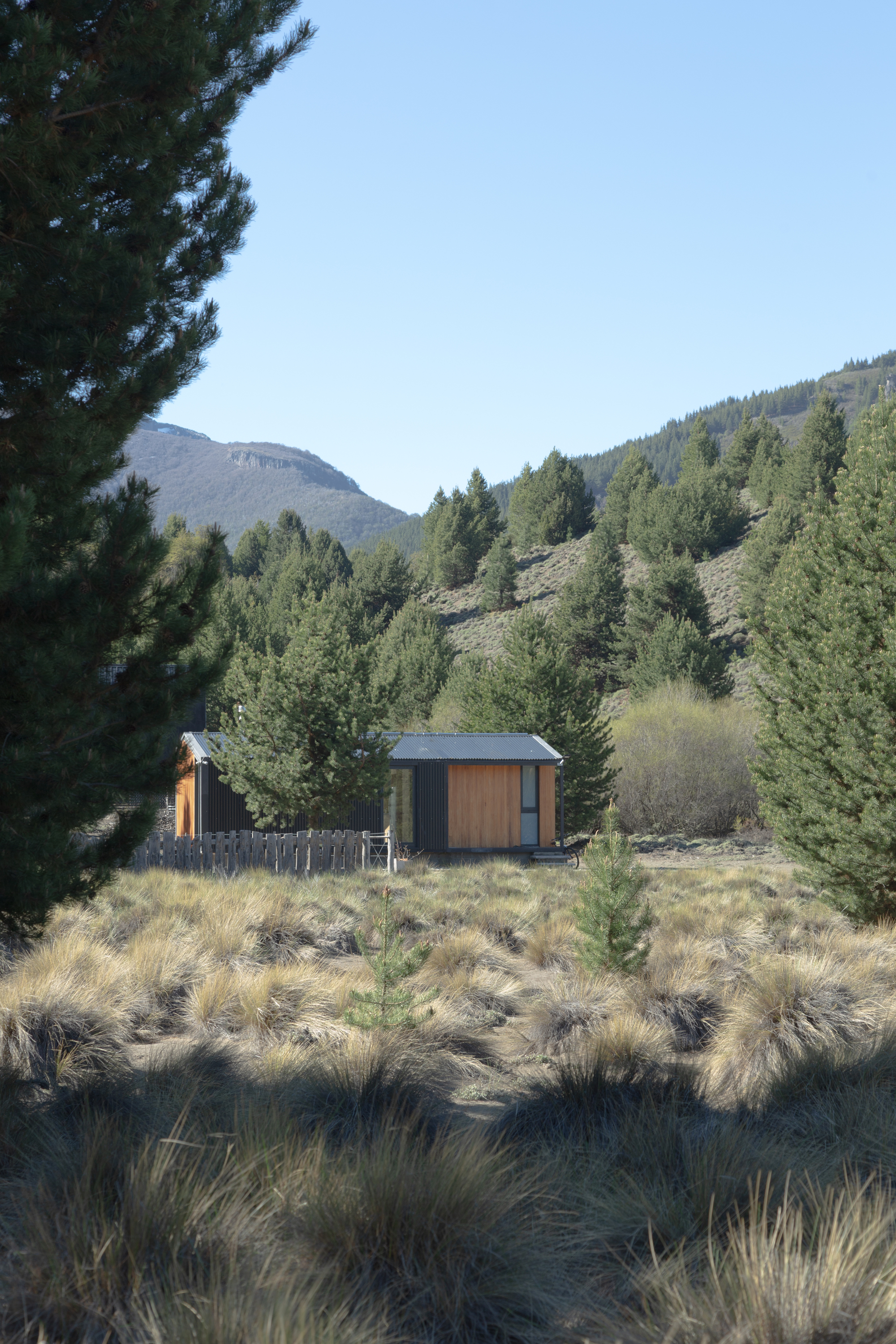 Cabin with timber end panel seen through pine trees and tussock grass under a clear blue sky
