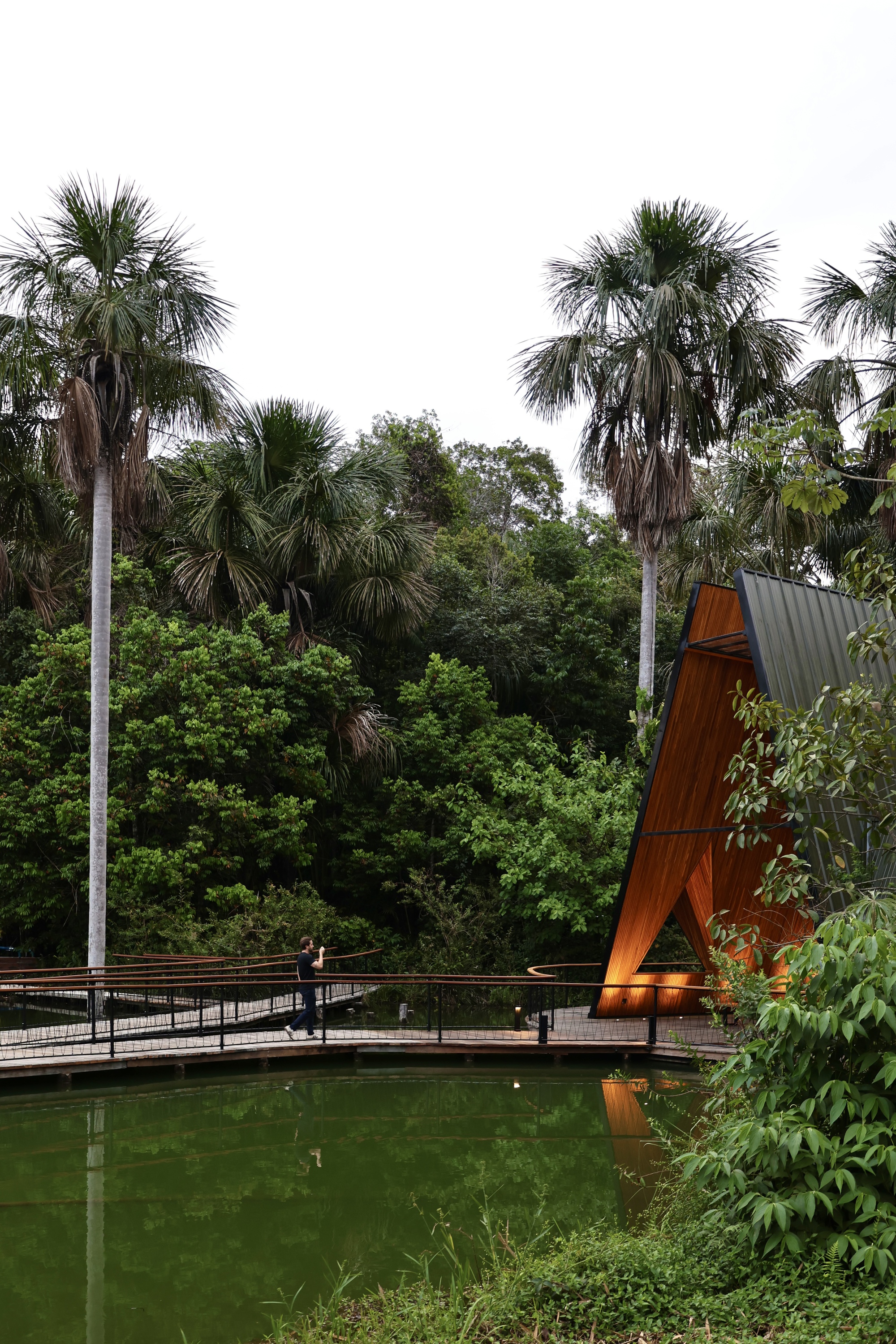 Visitor walking the railed boardwalk toward the lit timber pavilion, with tall palms and dense forest rising above the pond
