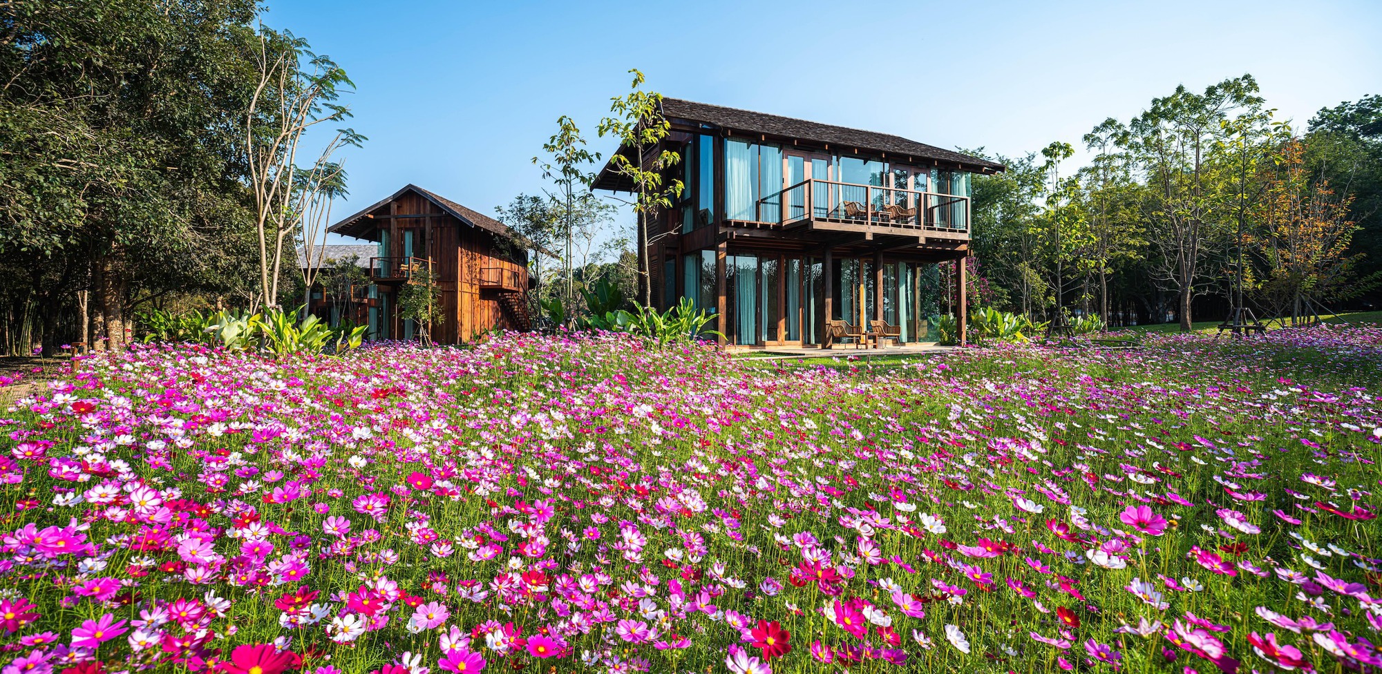 Two timber buildings with glazed upper balcony behind a meadow of pink and white cosmos flowers under a clear blue sky
