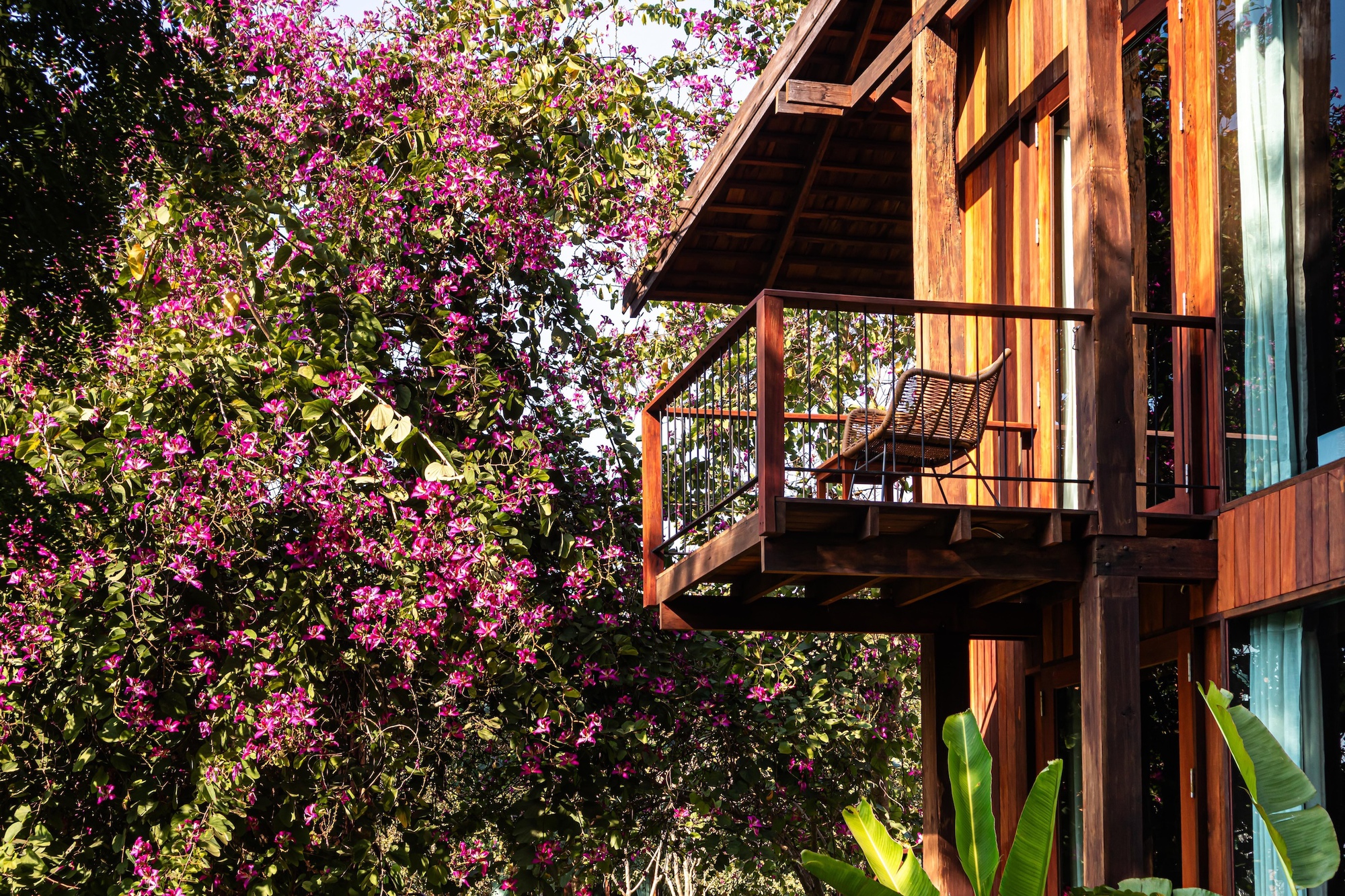 Timber balcony with a woven chair and slatted railing, half hidden by a flowering magenta bougainvillea in warm afternoon sun