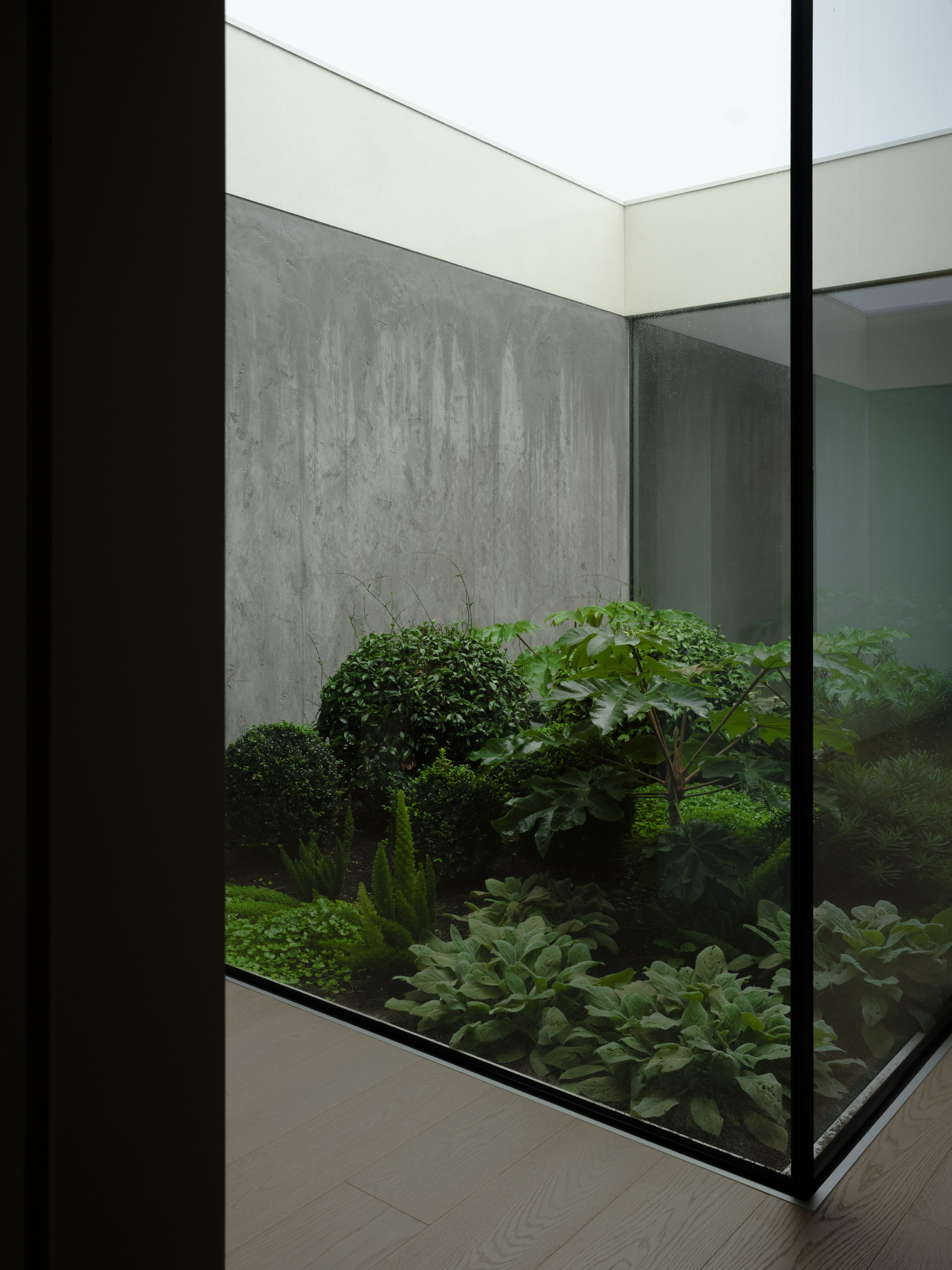Corner of frameless glazing looking onto a planted courtyard of clipped shrubs and broad-leaved plants under soft overcast light
