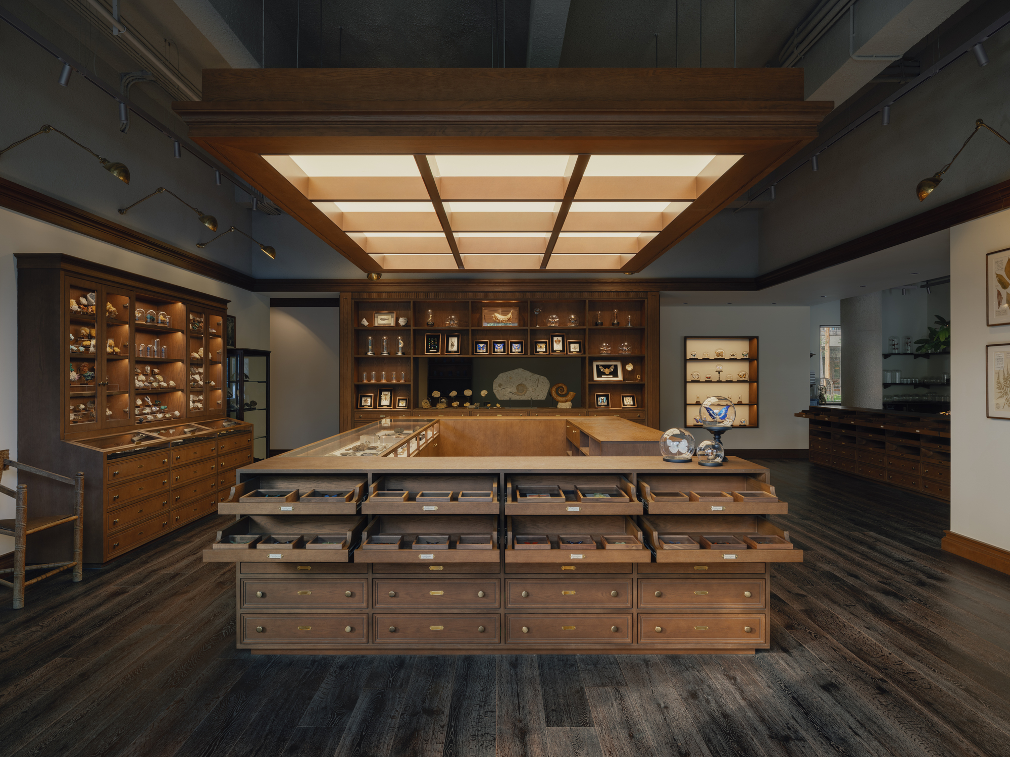Central wooden display counter with open specimen drawers beneath a glowing coffered ceiling panel, flanked by glass cabinets on a dark plank floor