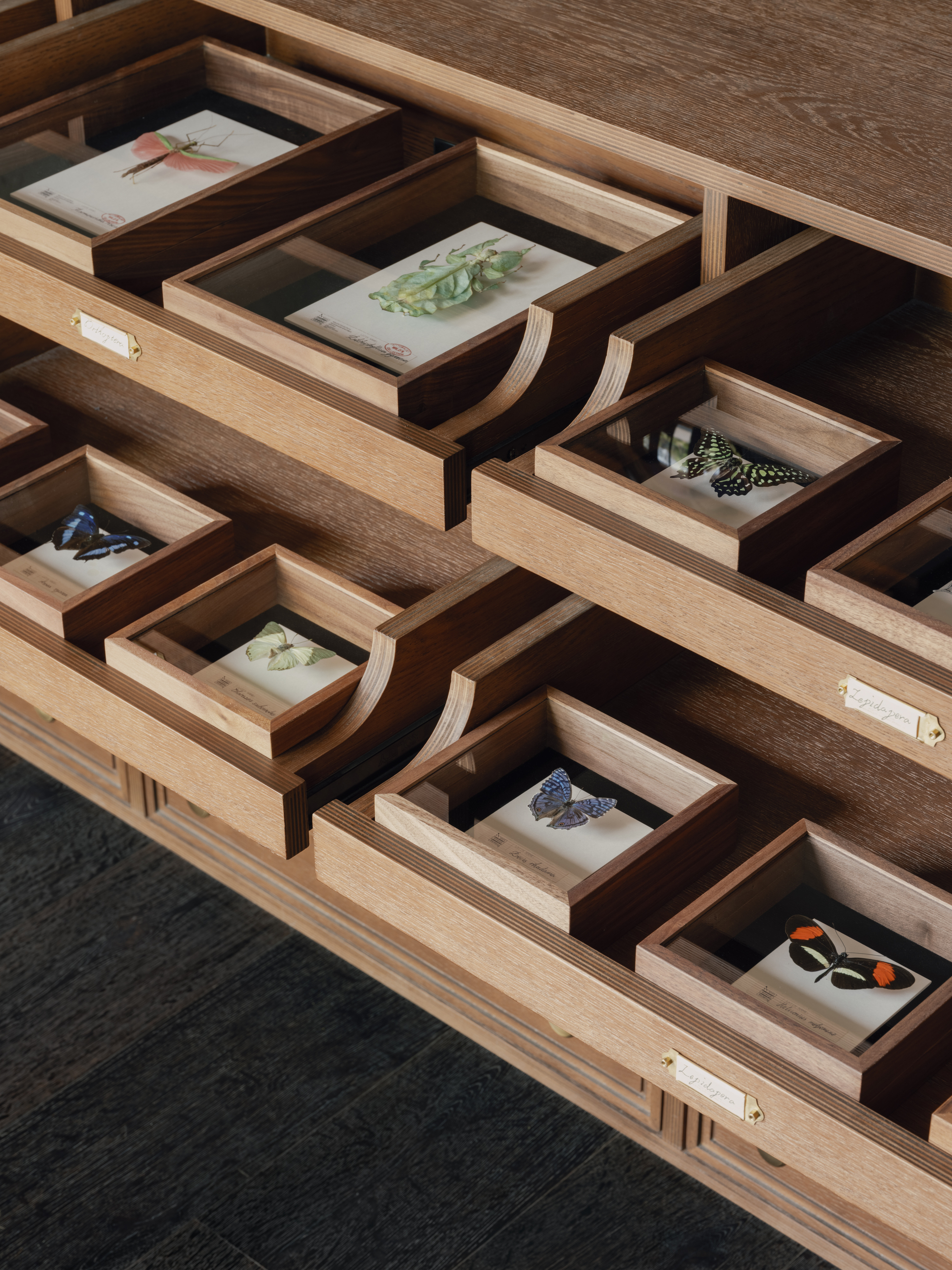 Close-up of shallow oak drawers holding glass-topped boxes with mounted butterflies and brass name plates