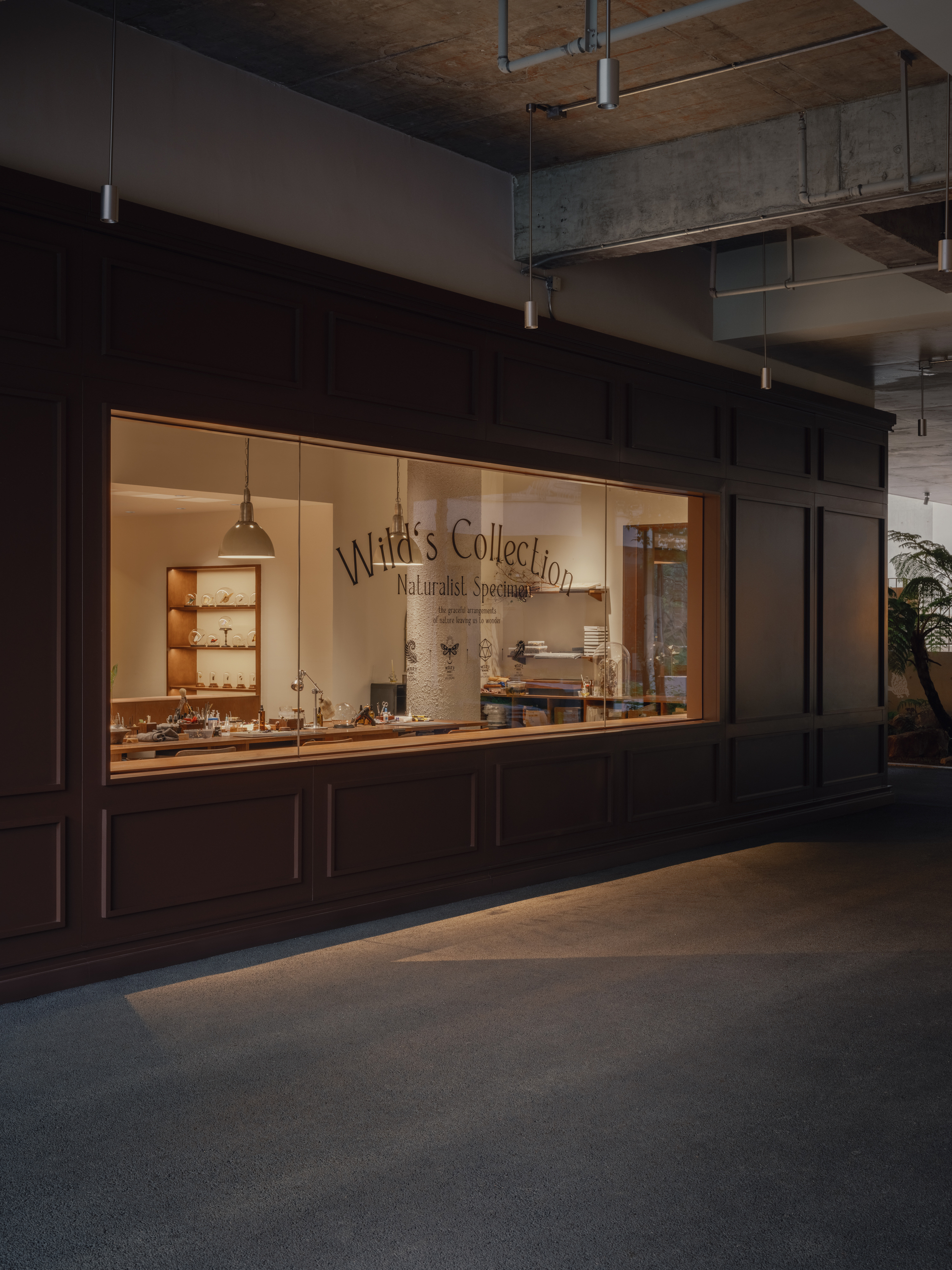 Dark paneled shopfront with a lit glass window showing a specimen shop, seen across a dim concrete-ceilinged corridor at dusk