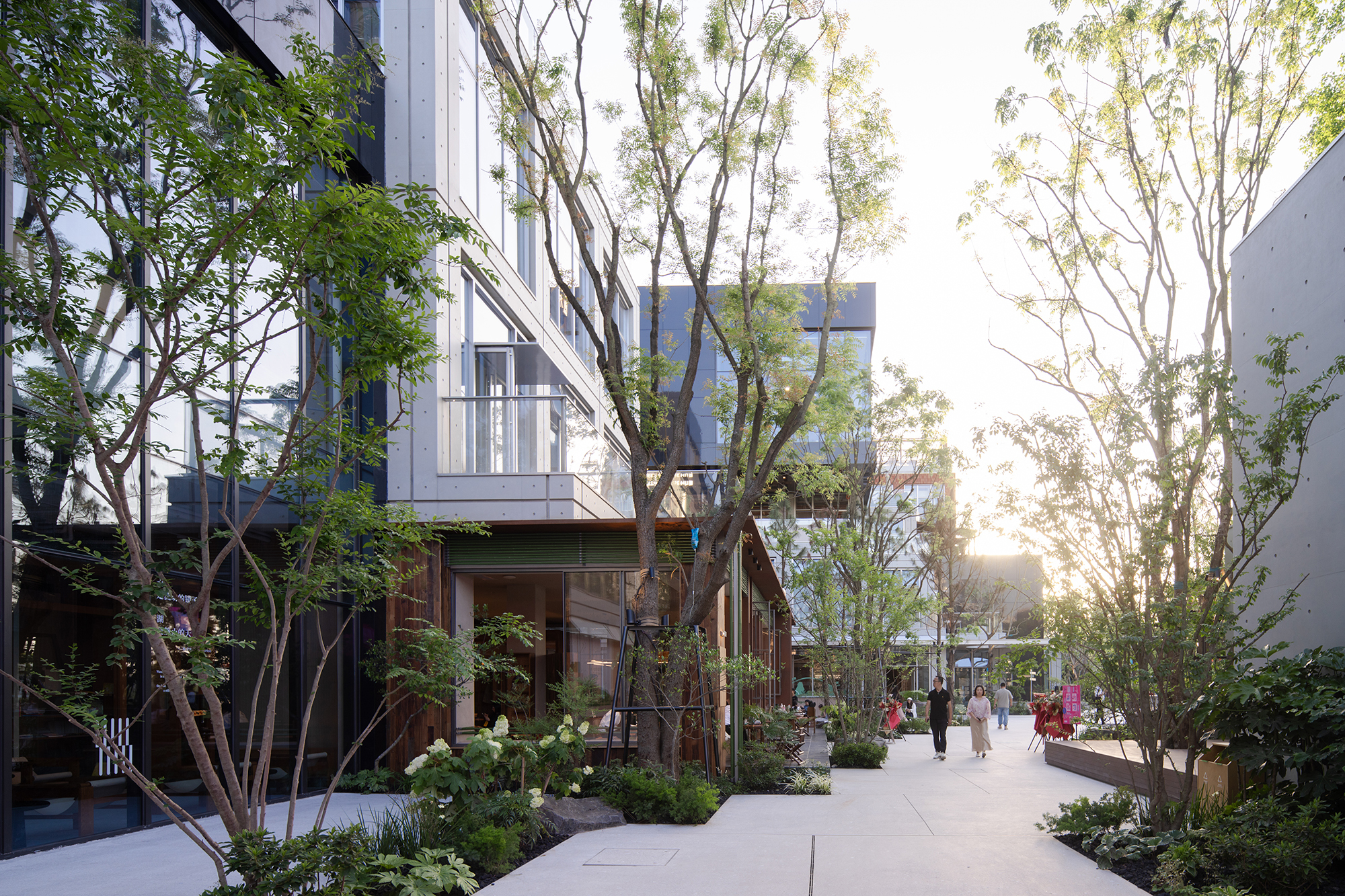 Paved walkway lined with slender trees and planting beside a glass and panel facade in warm low sunlight