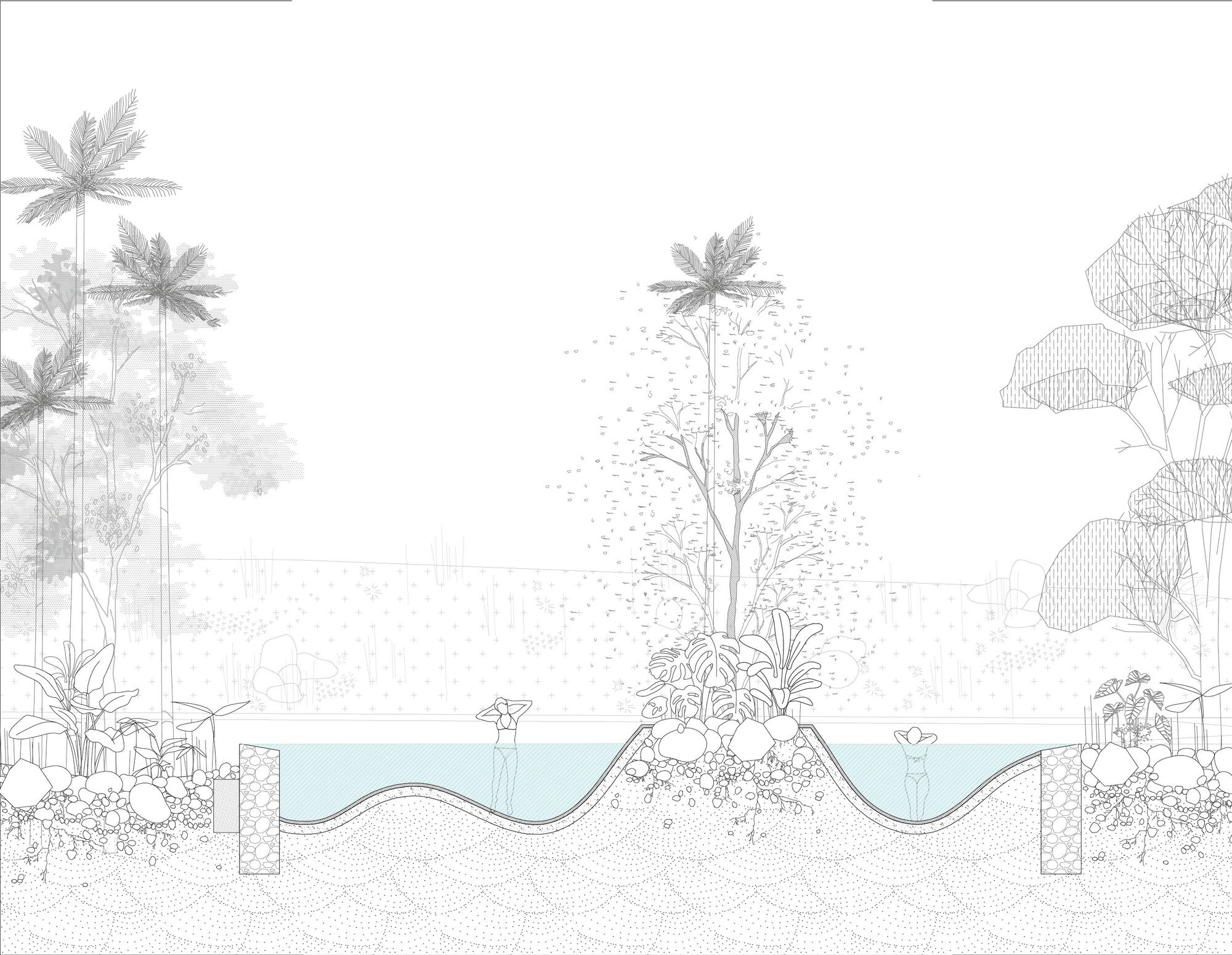 Section drawing of a rippled pool floor with swimmers, planted stone islands and tall palms rising behind