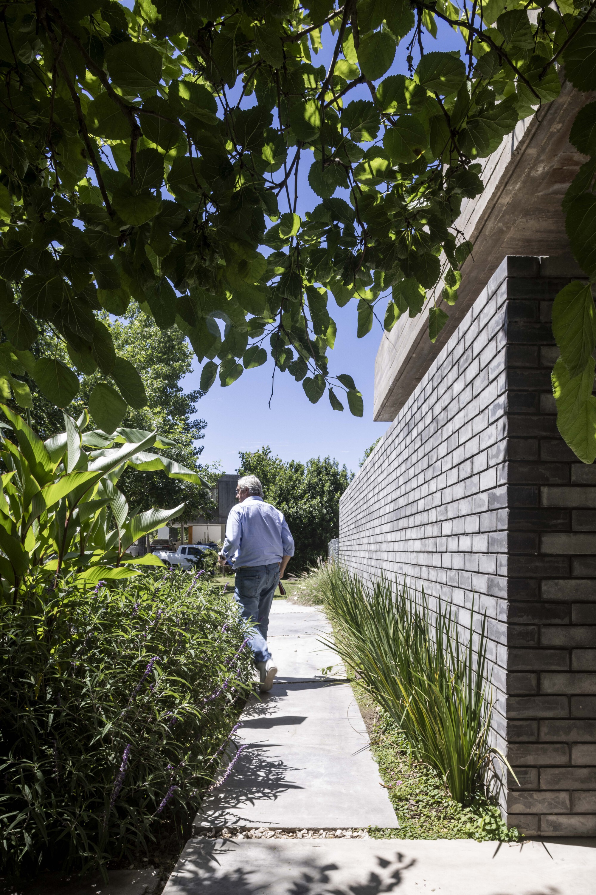 Narrow concrete path along a dark brick wall, with a man walking away under overhanging leaves and lavender in sunlight