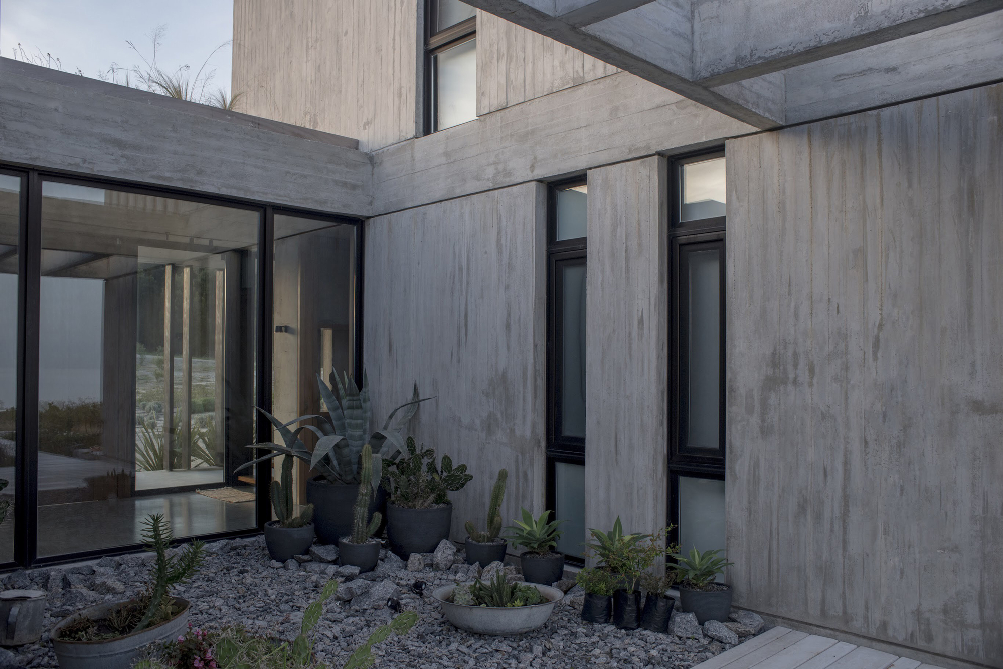 Courtyard of board-marked concrete walls with potted agaves and cacti on gravel in soft overcast light