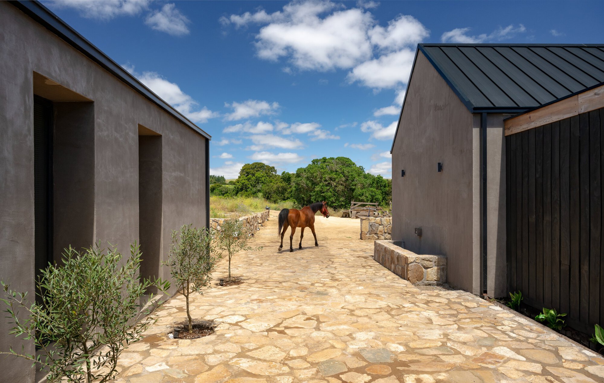 Flagstone courtyard between grey rendered walls and a charred timber screen, with a brown horse walking toward olive saplings under summer clouds