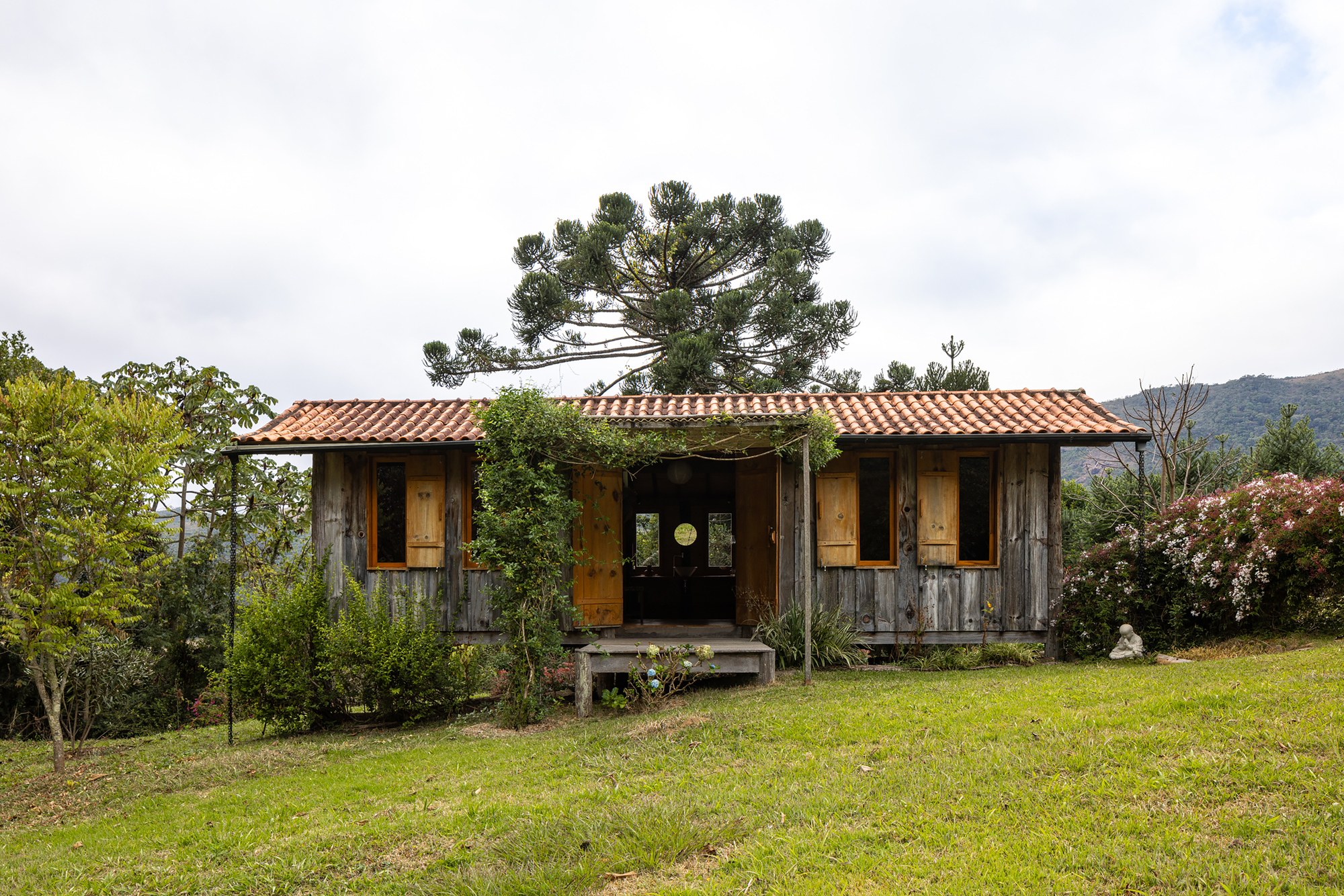 Front of the timber cabin with open shutters, a vine-covered porch post and an araucaria tree rising behind under overcast sky