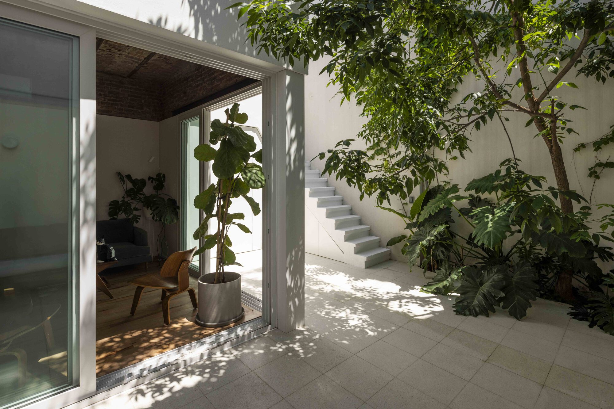 Patio with concrete stairs, a leafy tree and dappled sunlight, seen past an open sliding door and a potted fiddle-leaf fig